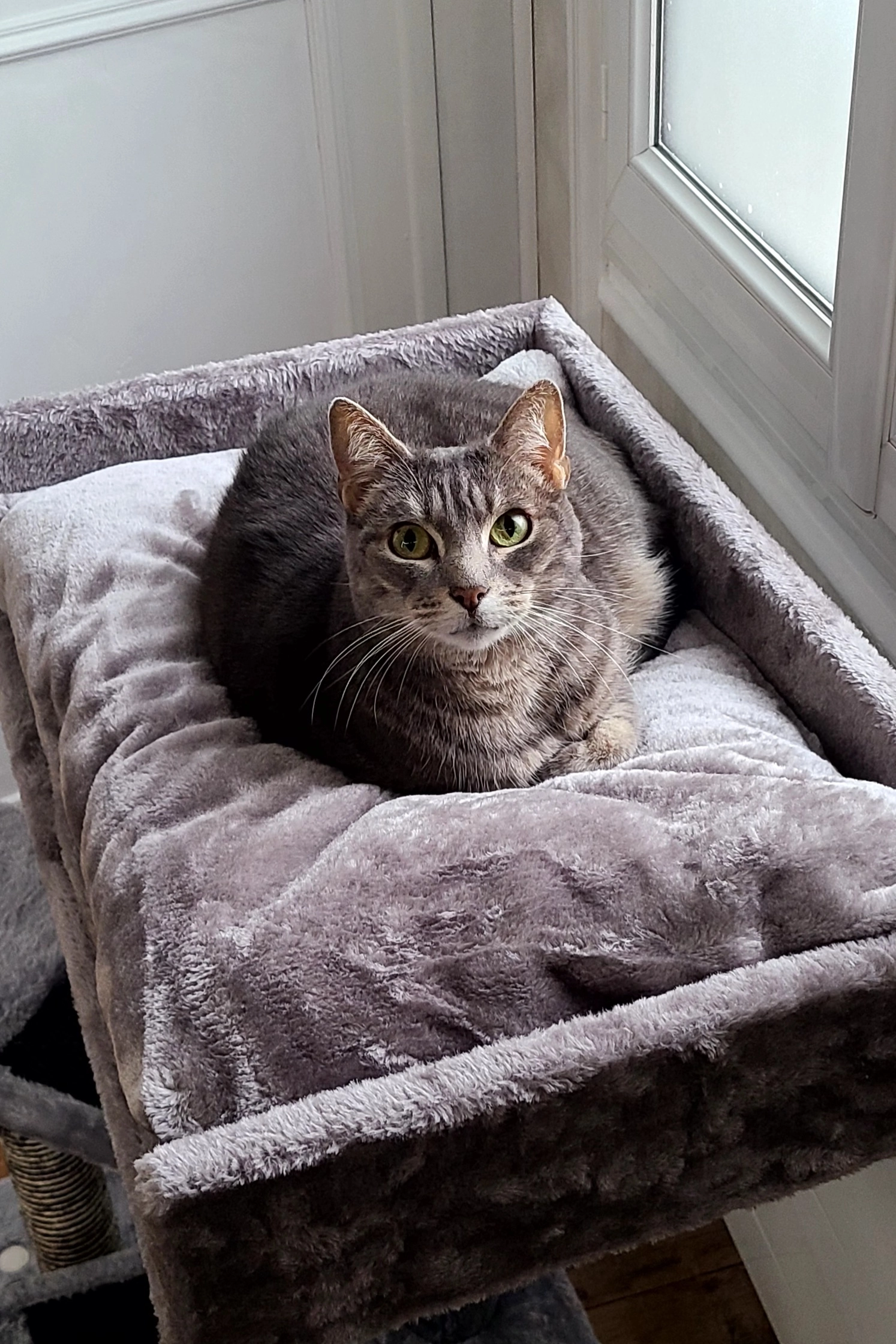 Maxou - 54 Rue de Châteaudun, Brou