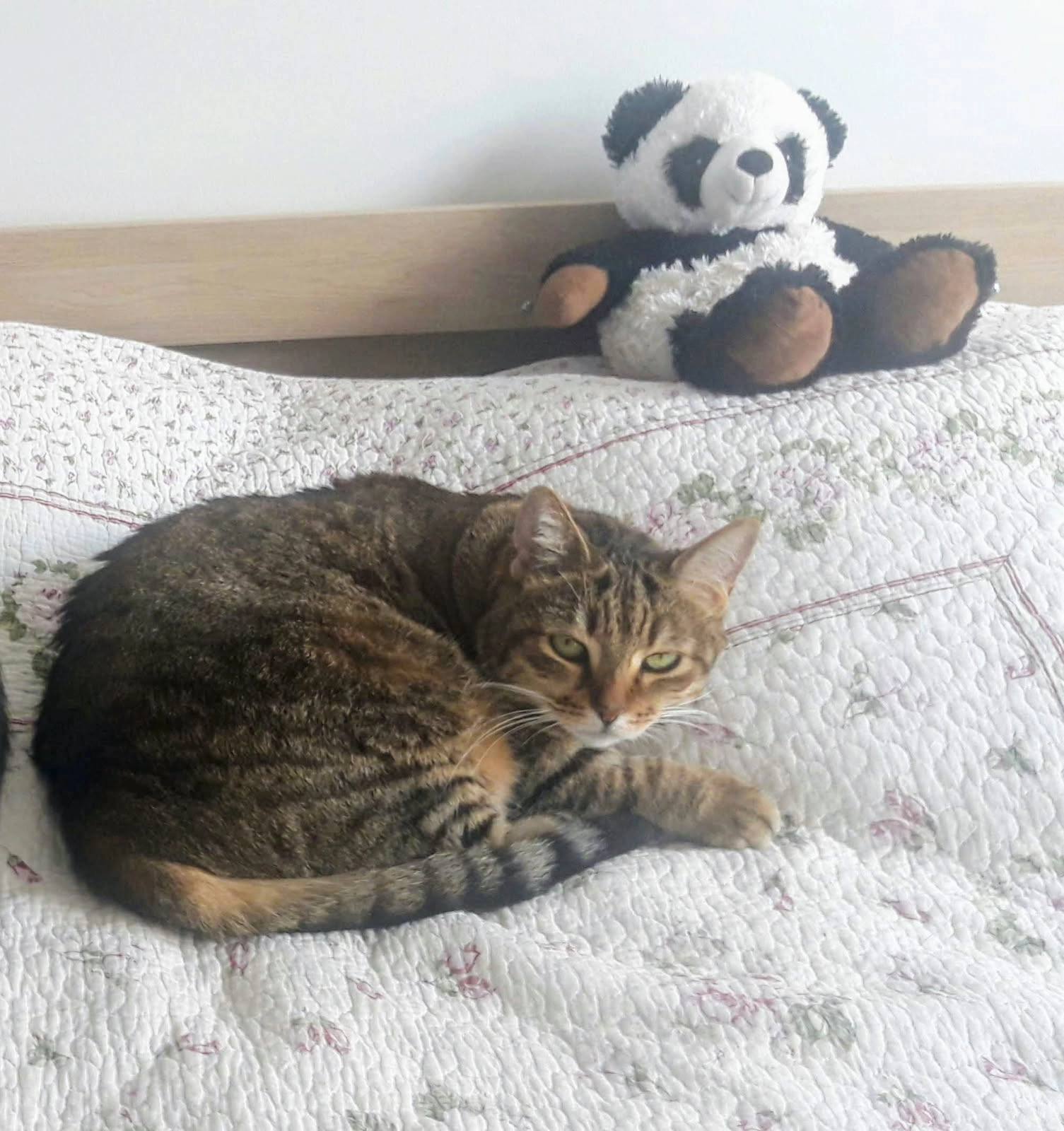 Cookie - 50 Boulevard des Salins, Villeneuve-lès-Maguelone