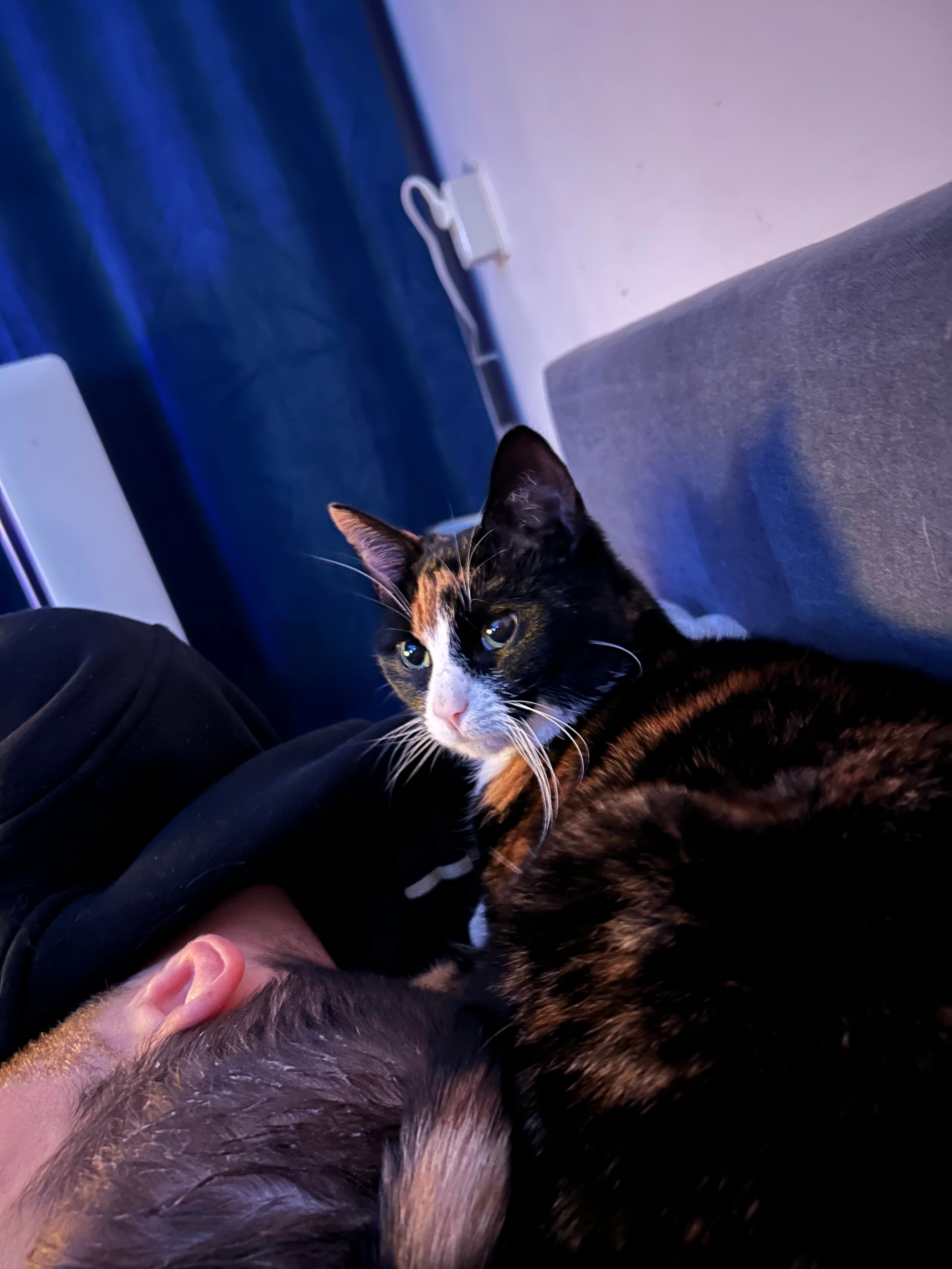 Cindy - Seringenlaan, Hippolytushoef