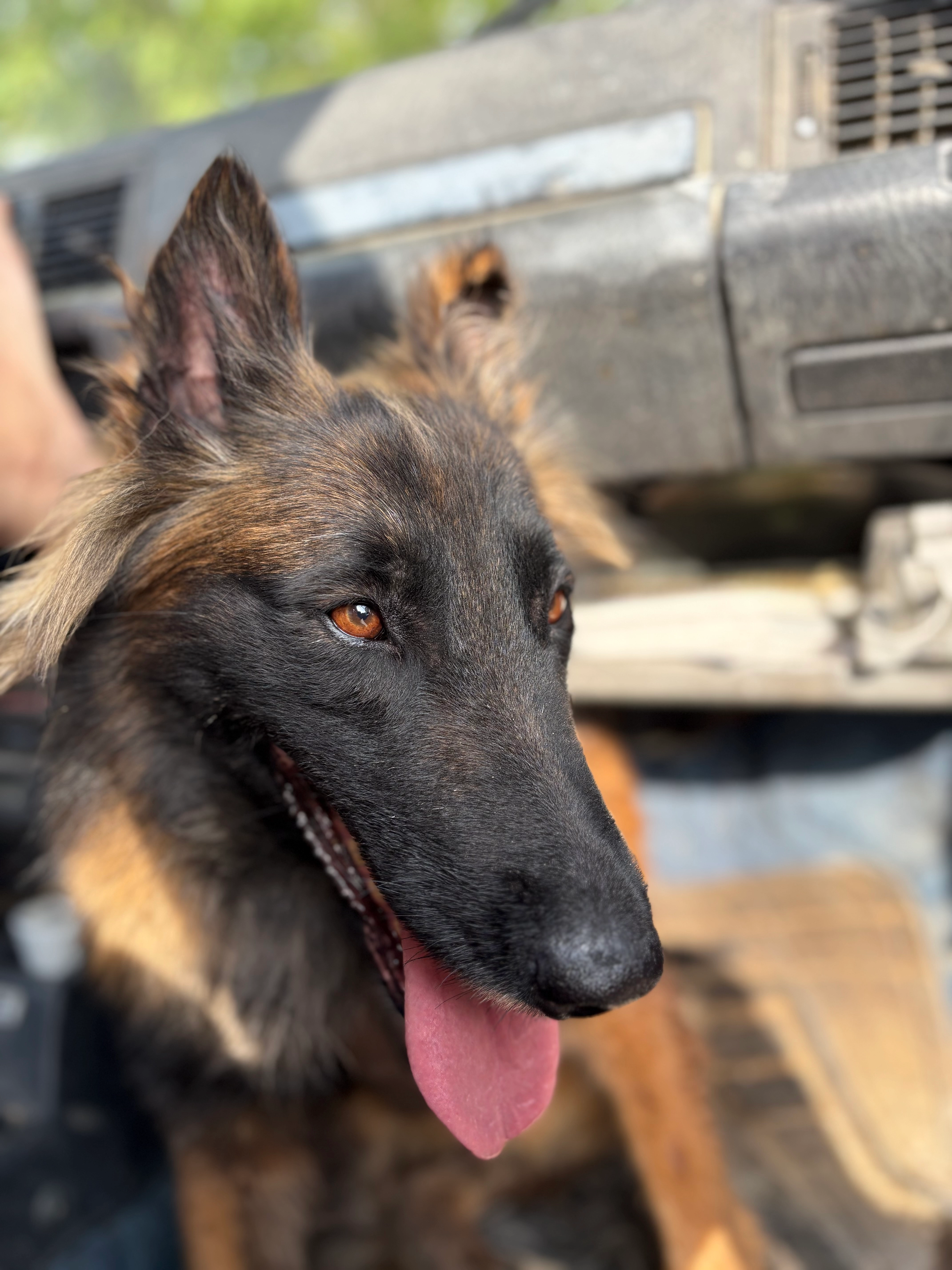 Salsa - 13460, Les Saintes-Maries-de-la-Mer