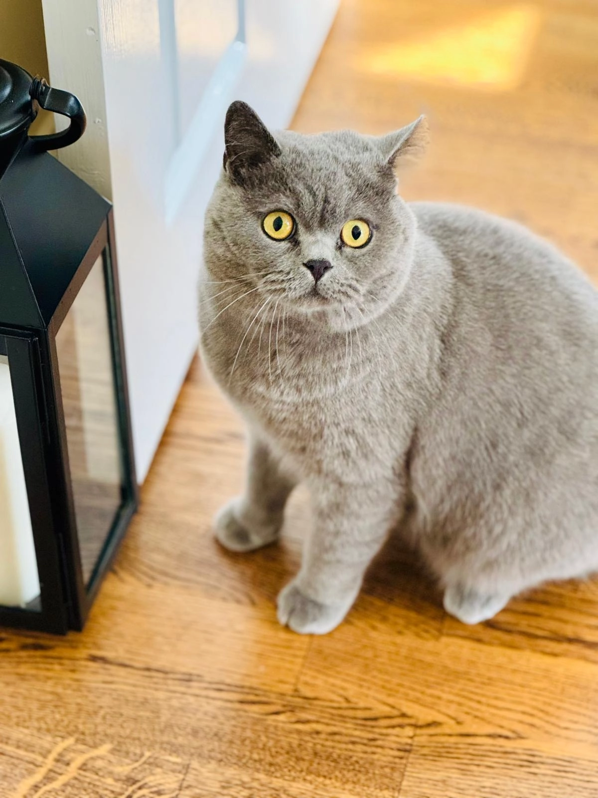 Hugo  - Wheelers Lane, Redditch