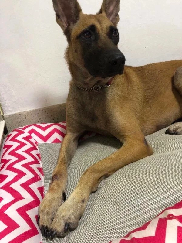 Charlotte  - 460532, Singapore