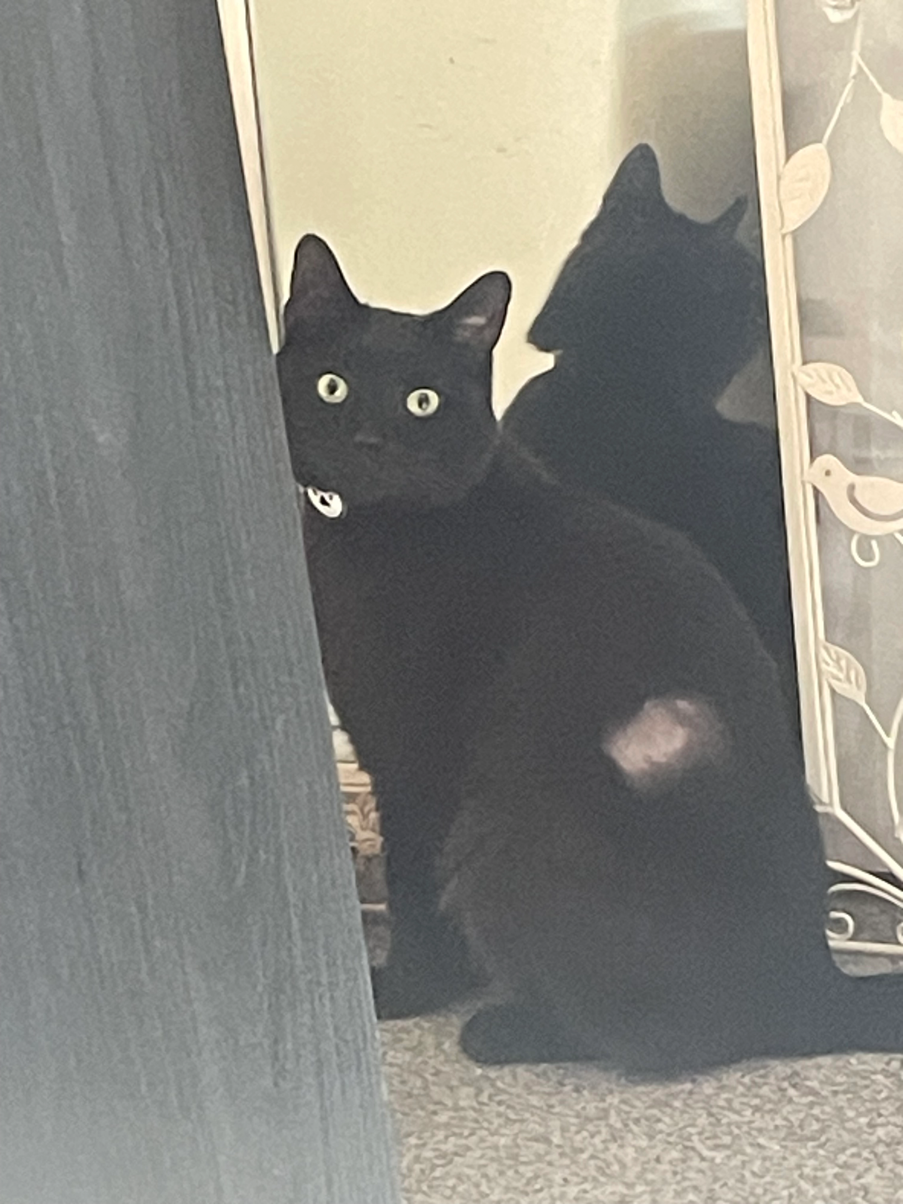 Lucifer - Oxcliff, Scarborough