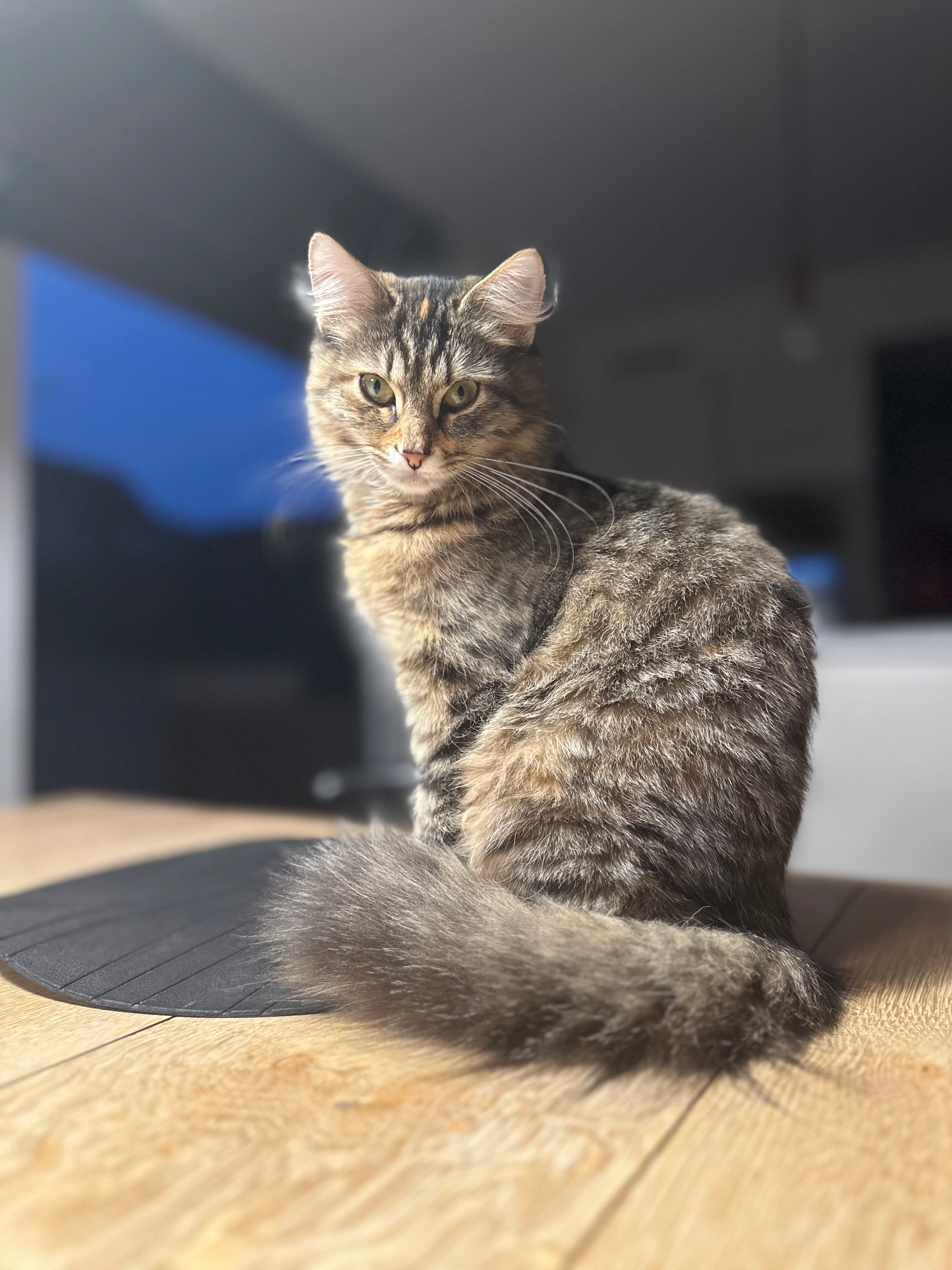 Mollie - Zomerwee, Gent