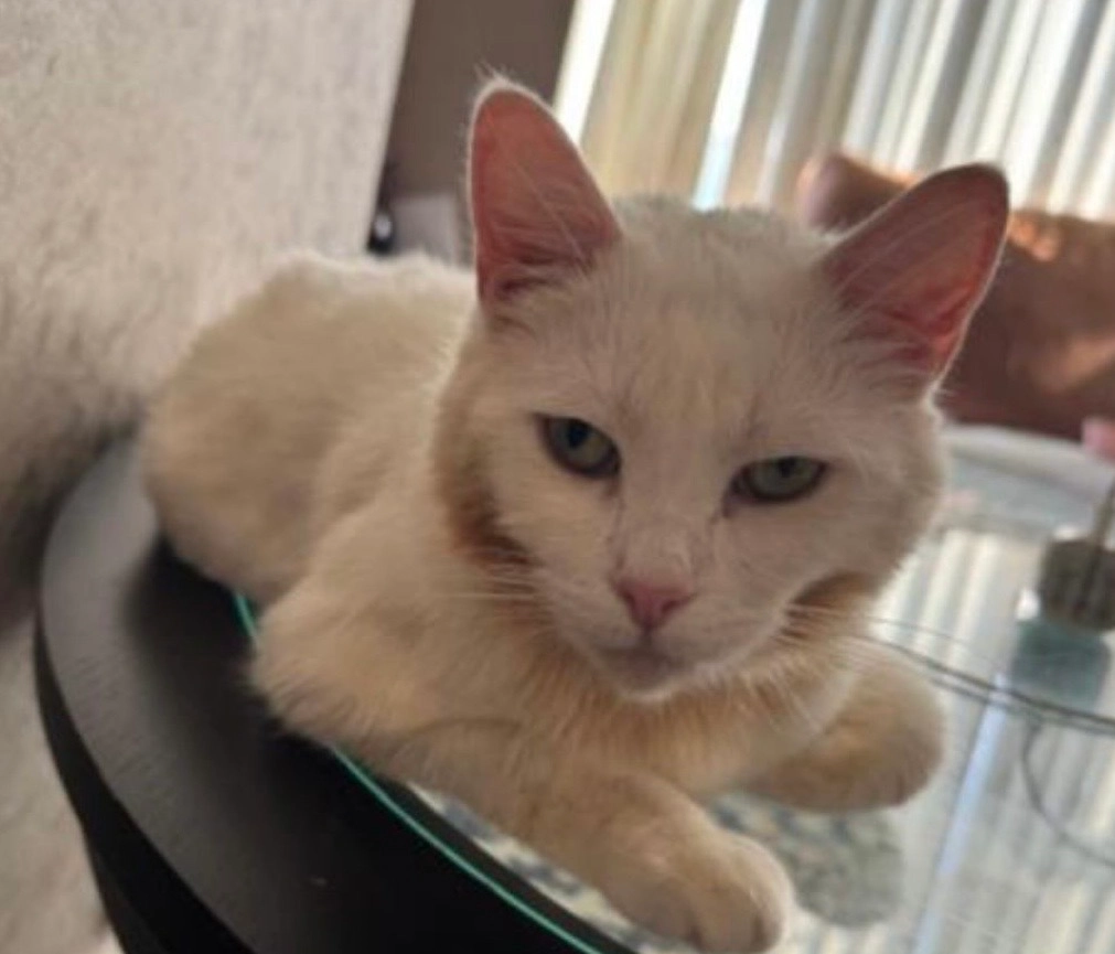 Loki - Green Lane, Birmingham