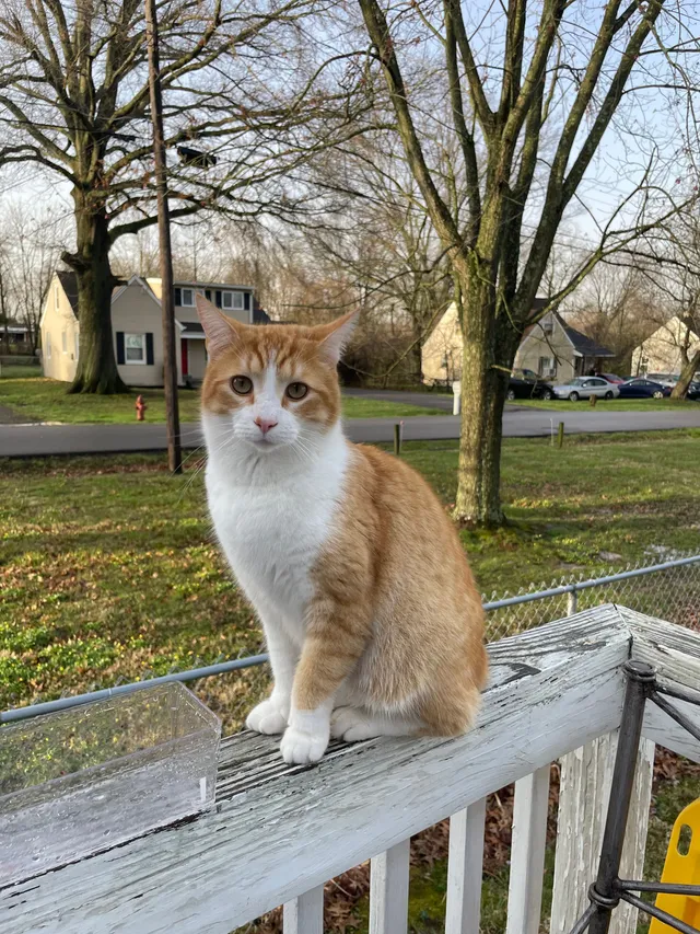 Bob - Hamblin Lane, Cincinnati
