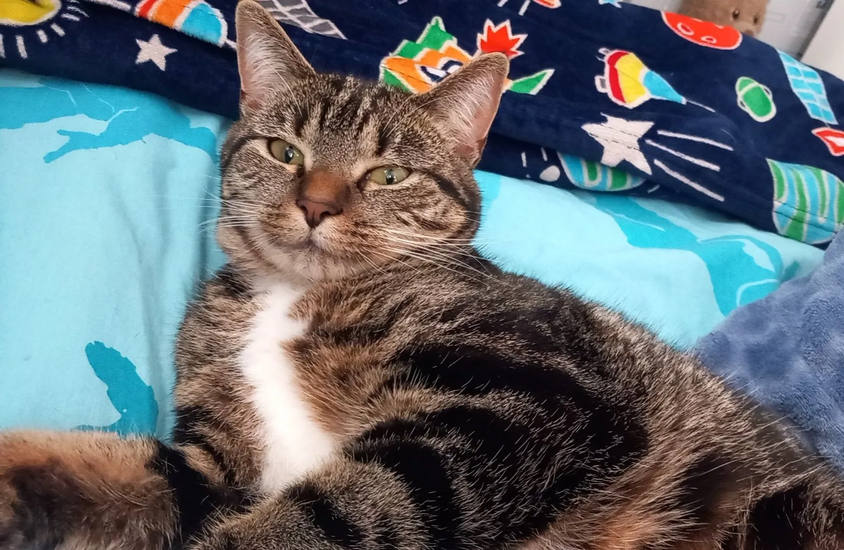 Narla - Foxhunter Drive, Liverpool