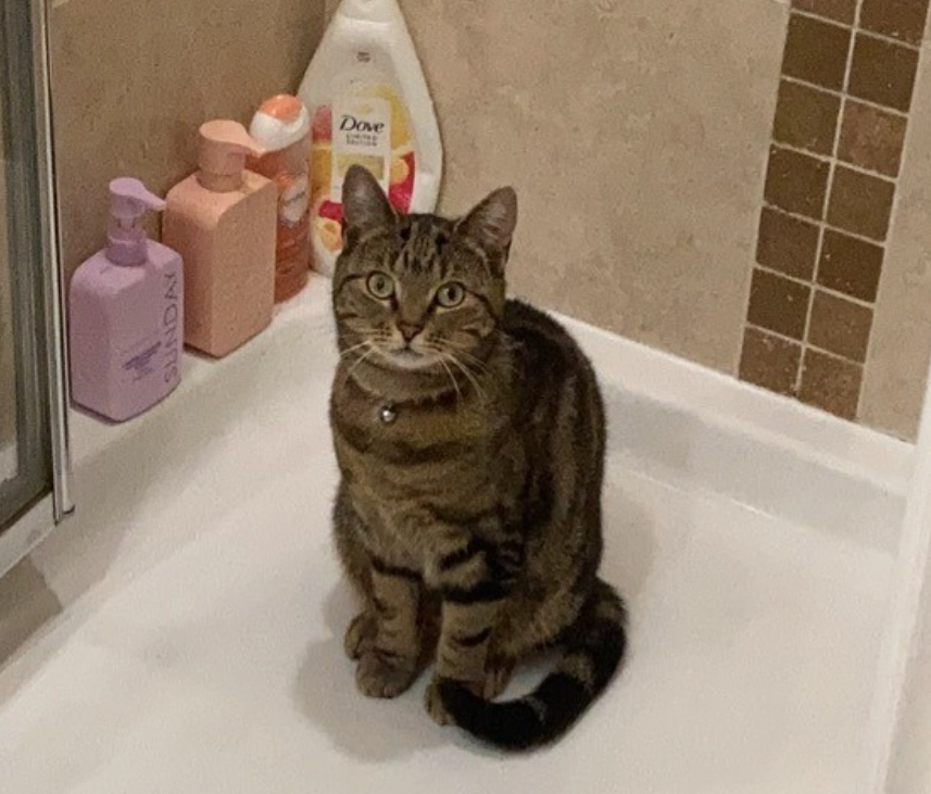 Pixie - Alvanley Rise, Northwich