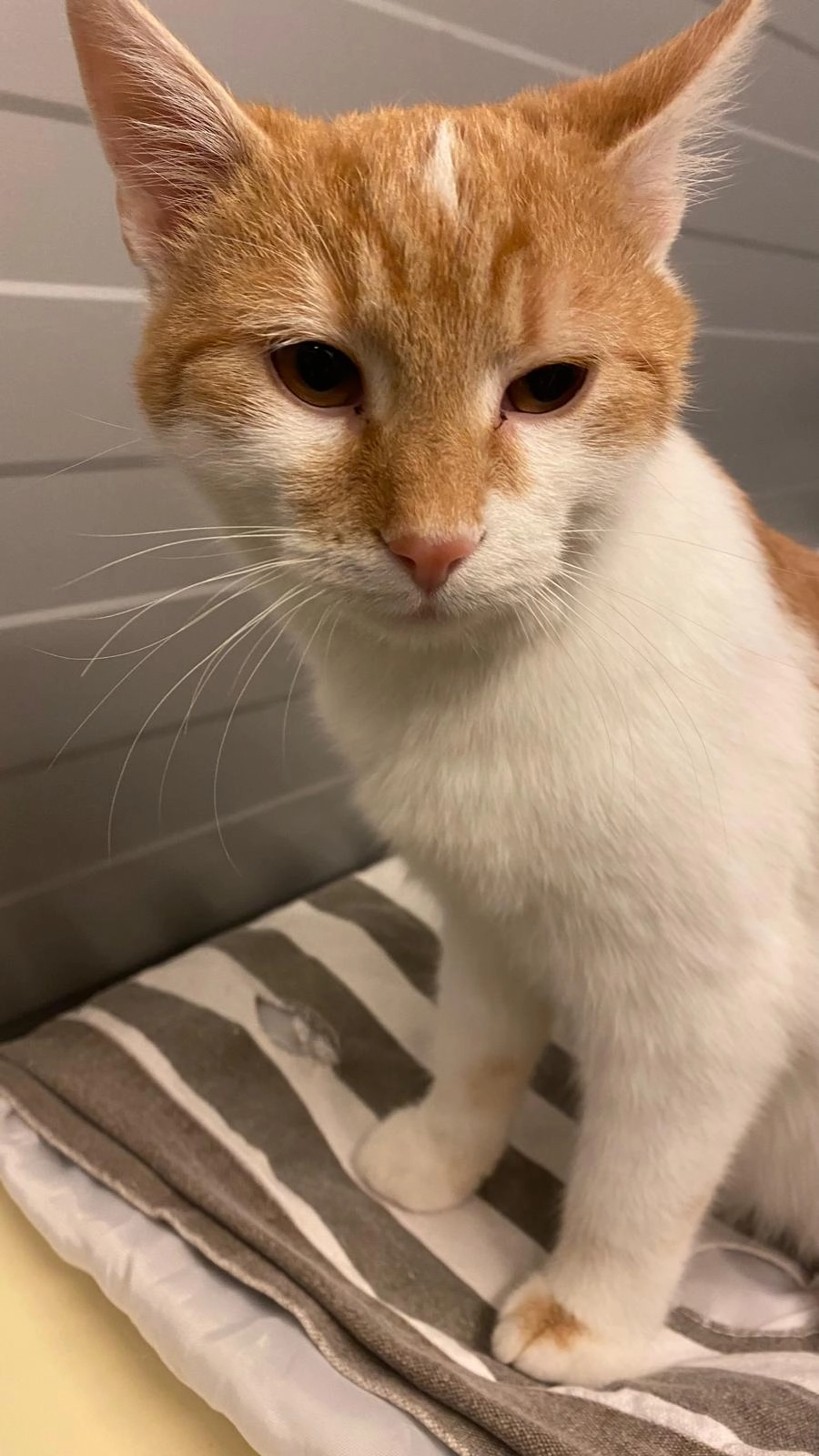 Moritz - Grambachweg, Gössendorf