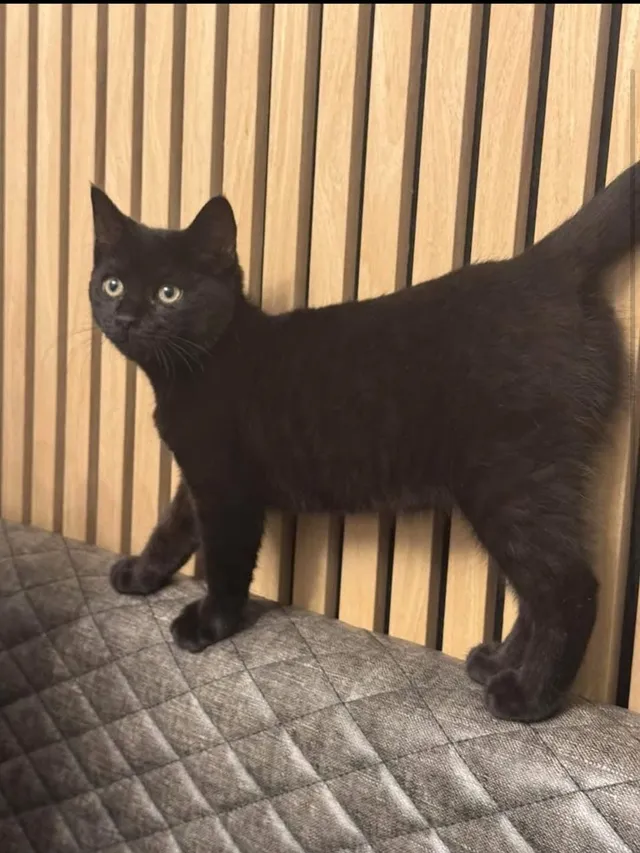 Nalah - Fairfield Road, Dunstable