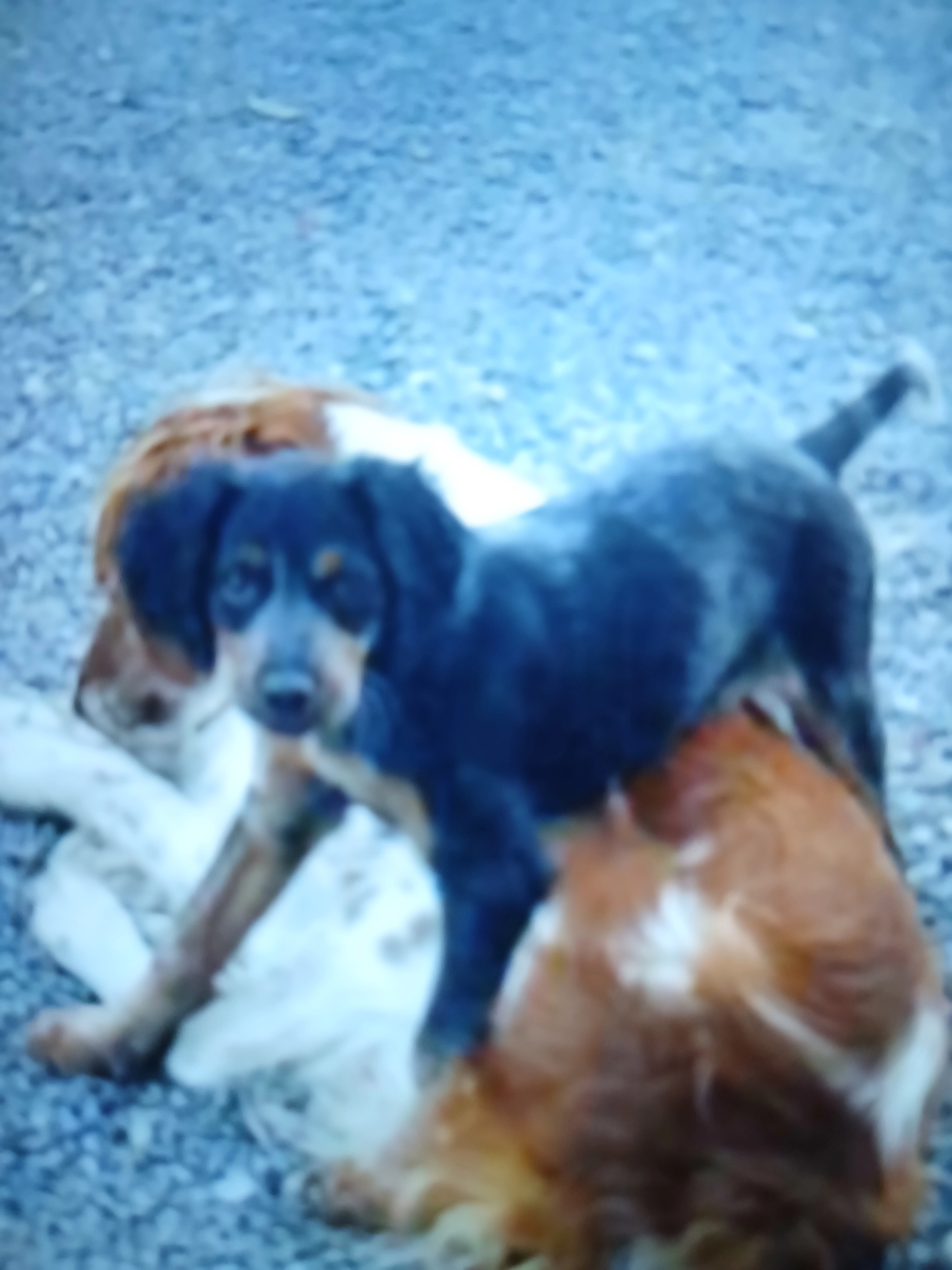 Avril  - Impasse De La Vallée De Bas, Saint-Louet-sur-Vire