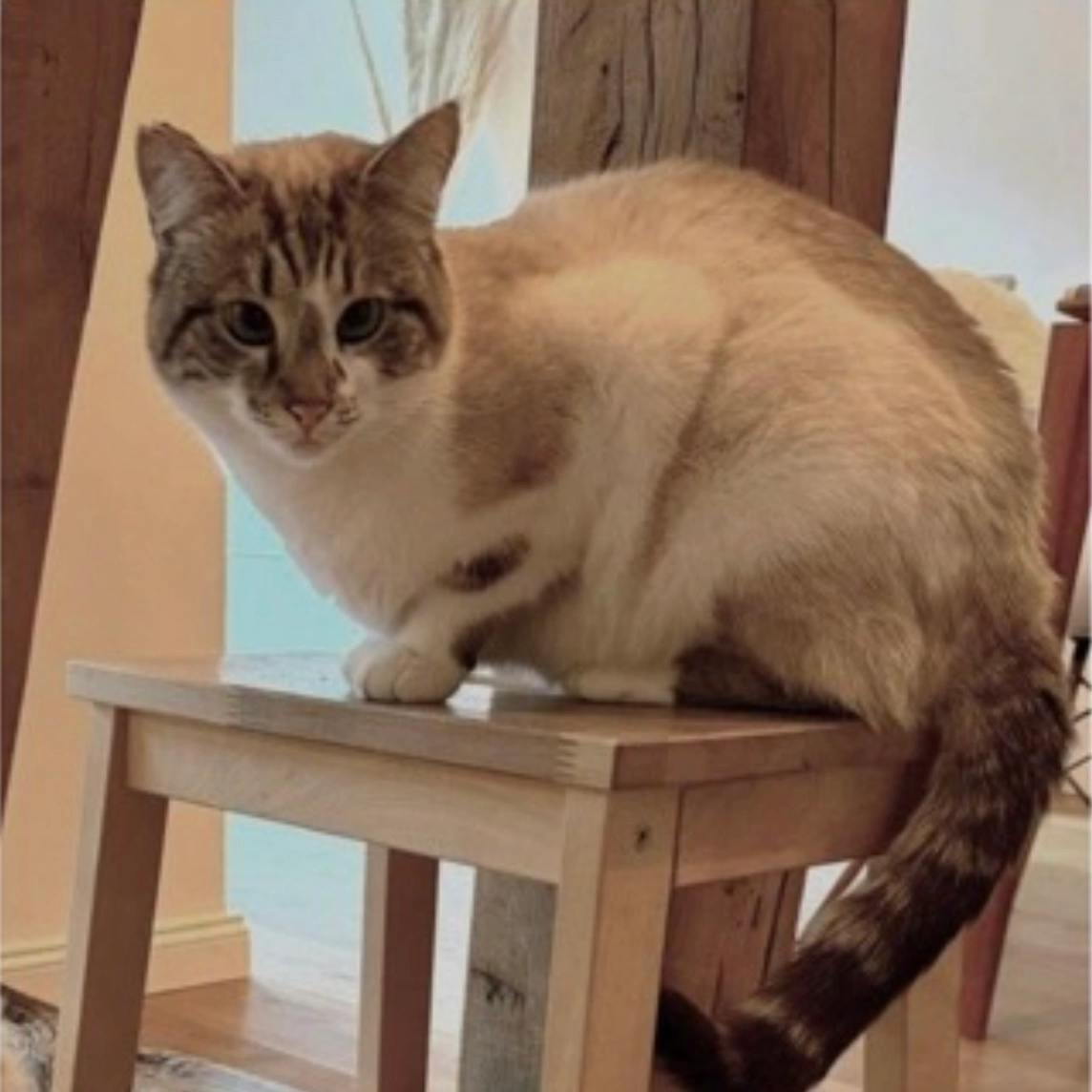 Mia - Glöcknerstraße, Wiesbaden