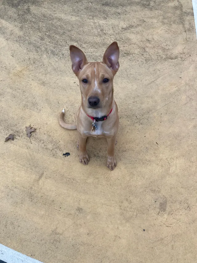 Tippy - Hawthorne Ave, Yonkers