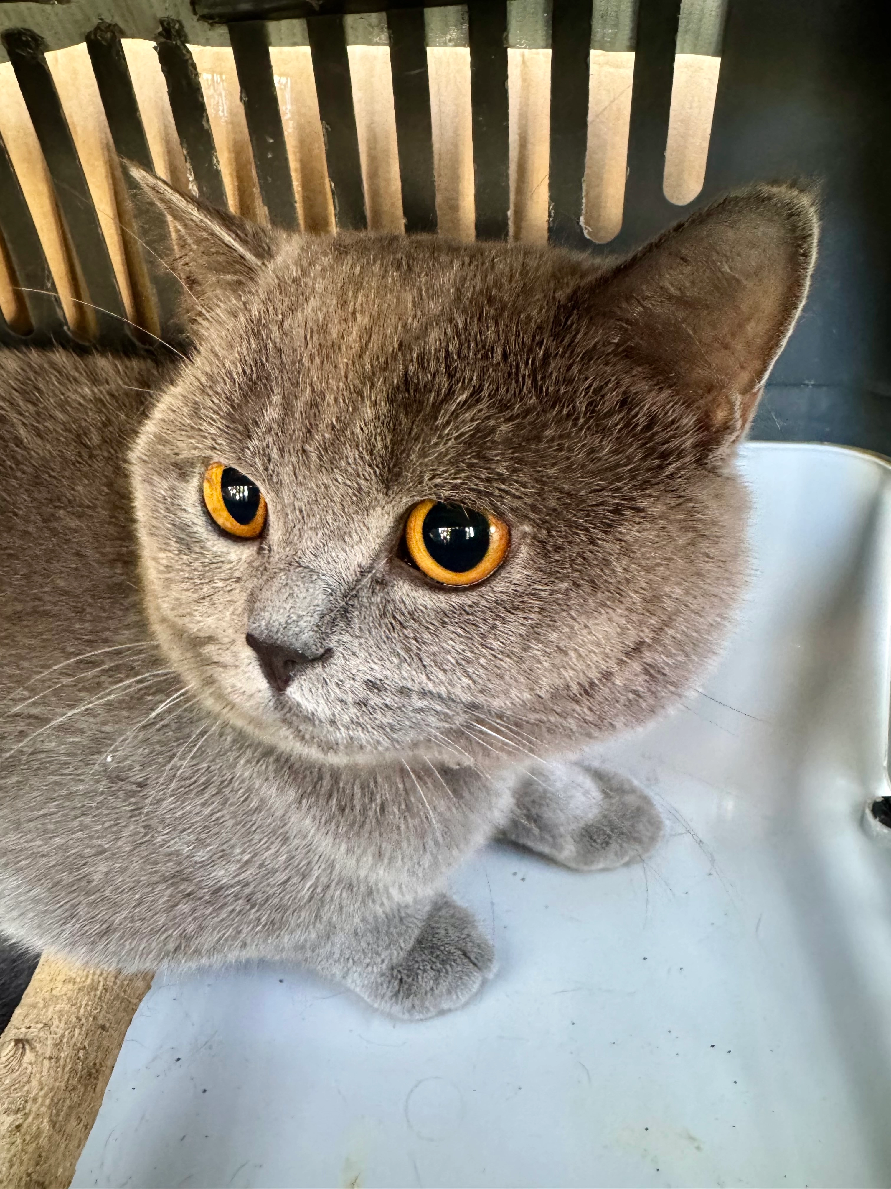 Duman - Lechtinger Kirchweg, Wallenhorst