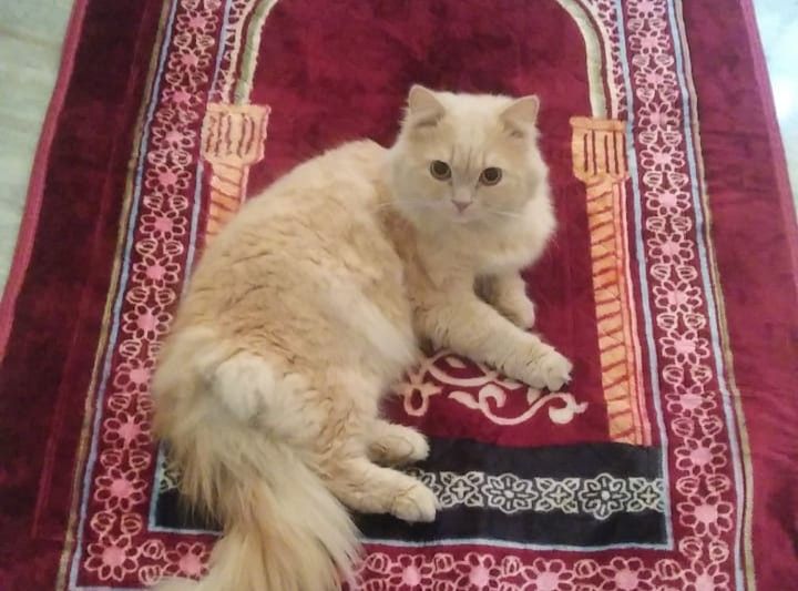 Momo - Ctd Road, Bhopal