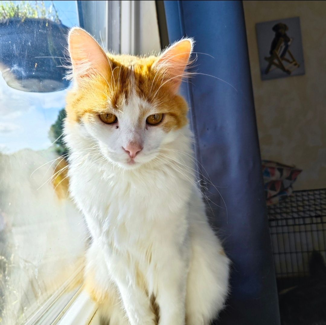 Simba  - Route De Brouains, Gathemo