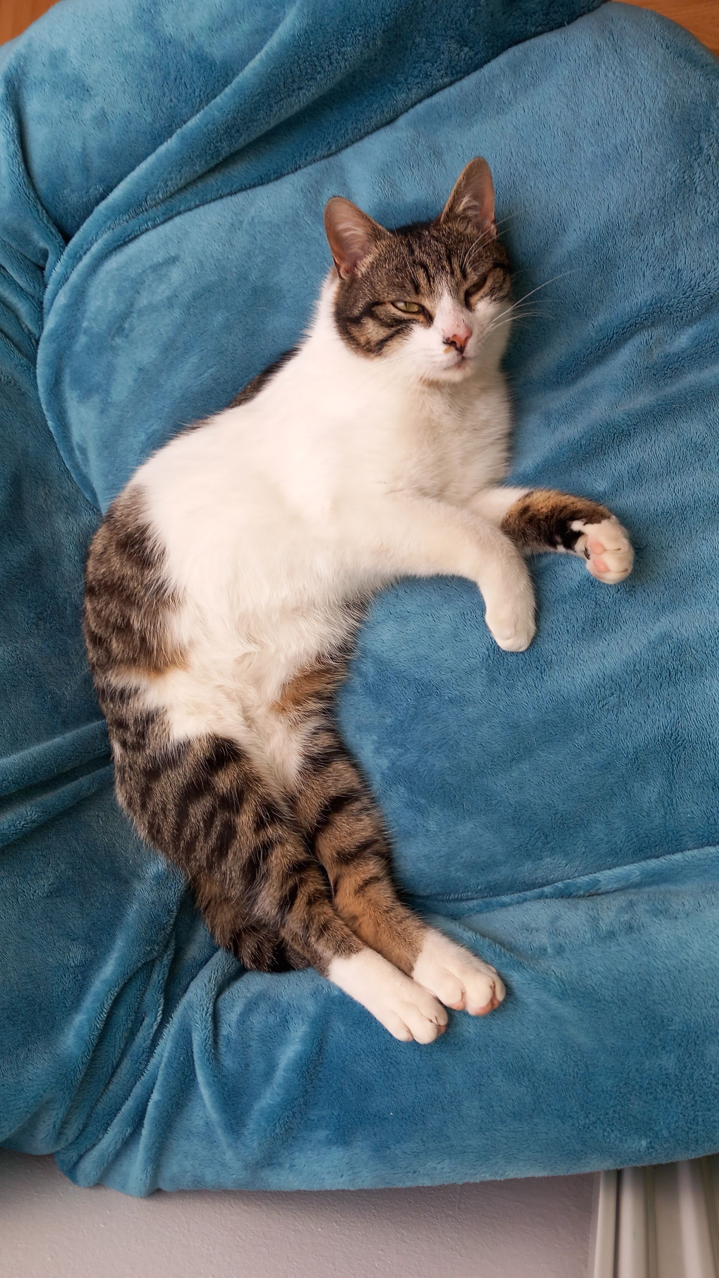 Batman - Steinberg, Thal