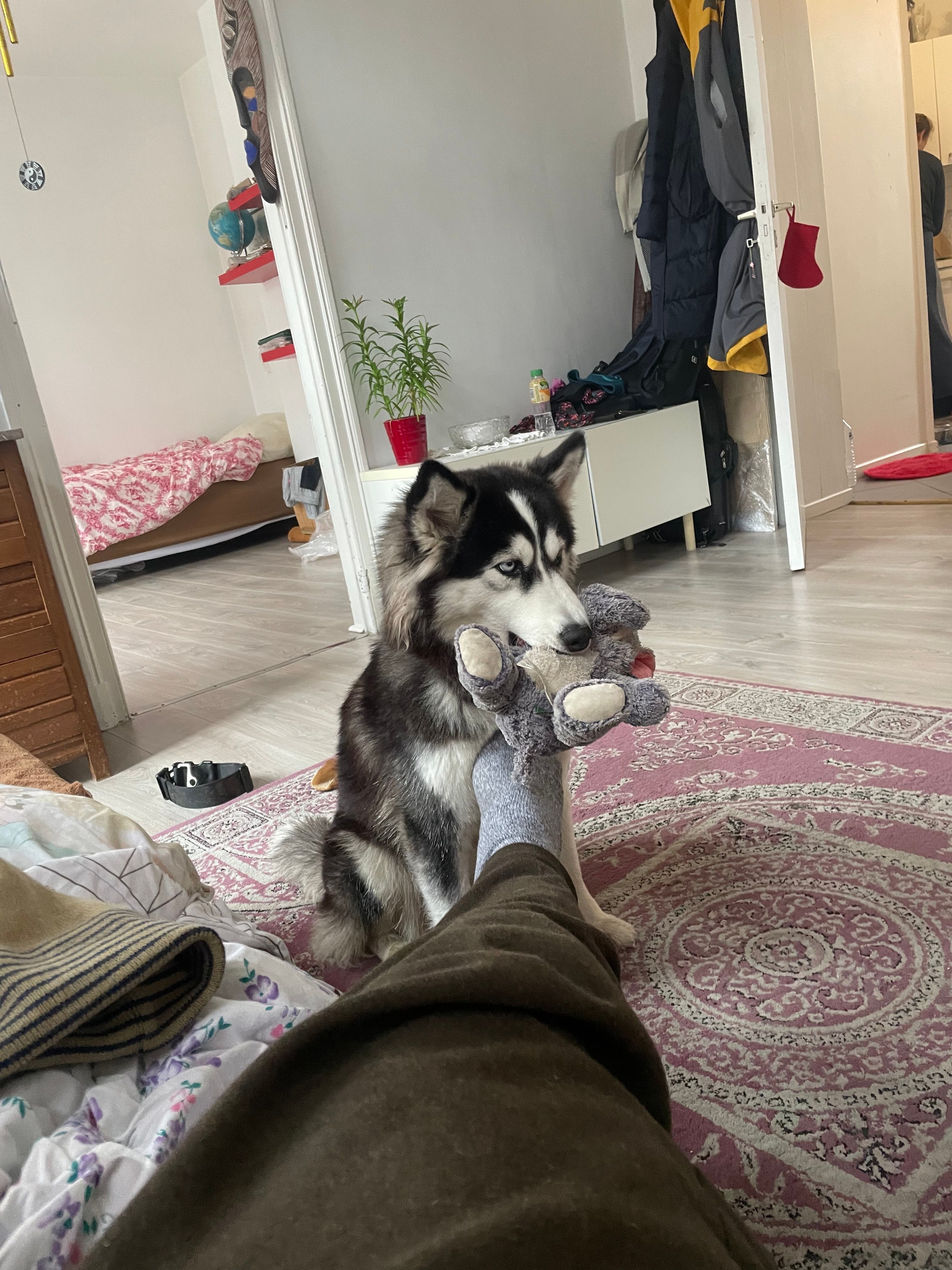 Arjuna  - Rue Du Prince Albert - Prins Albertstraat, Ixelles