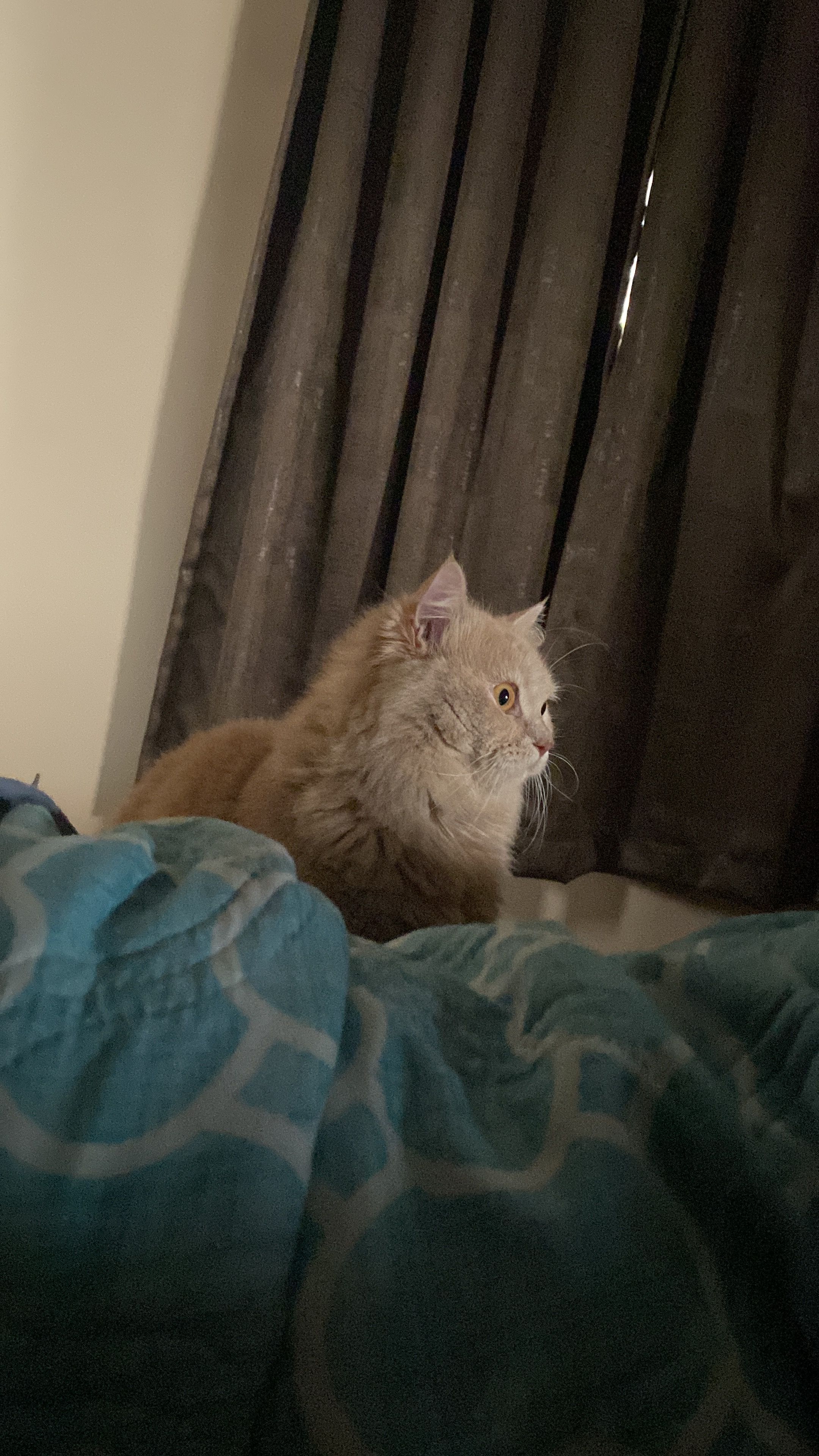 Fluffy - Road, Kolkata