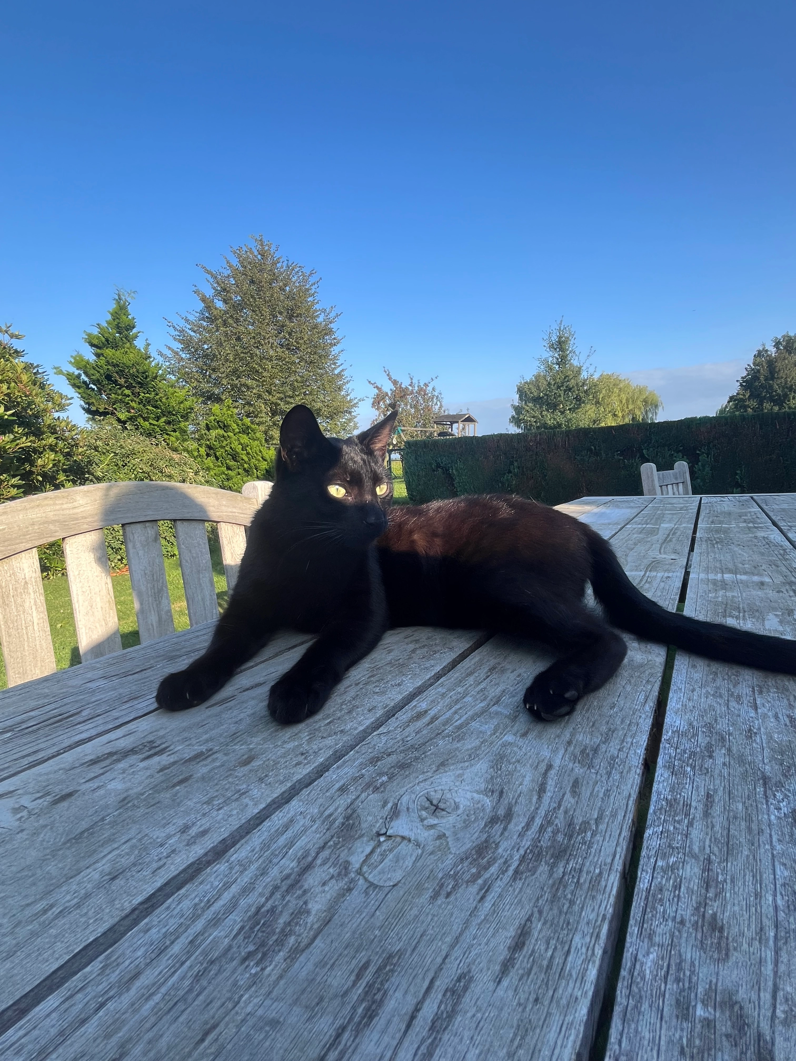 Sjarel  - Molenweg, Tervuren