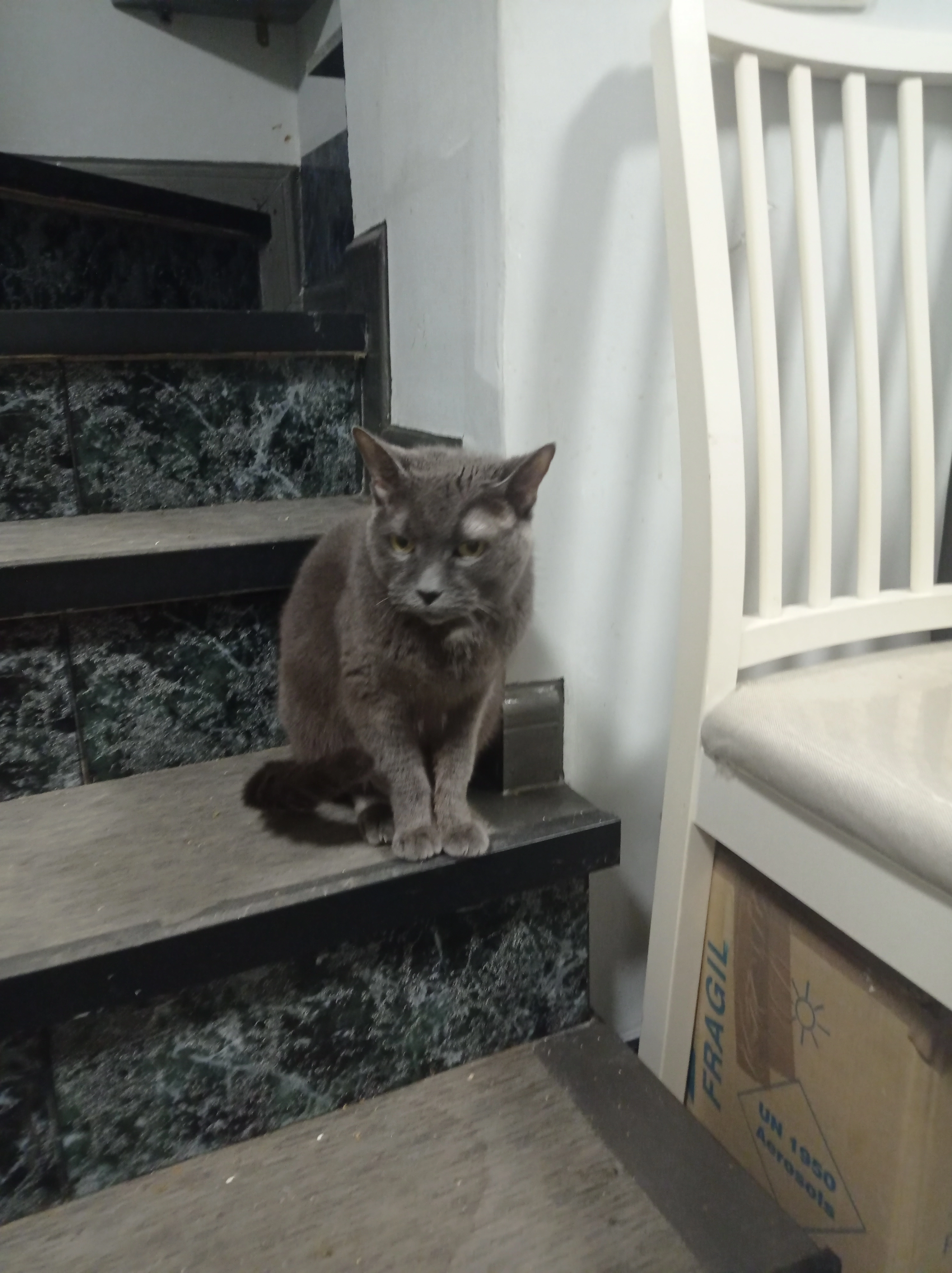 Perla - Calle de Rafael Salinas, Málaga