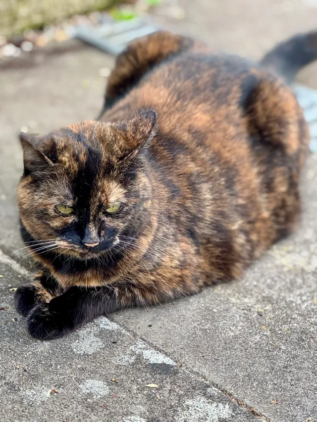 Twix - Sudbury Heights Avenue, Greenford