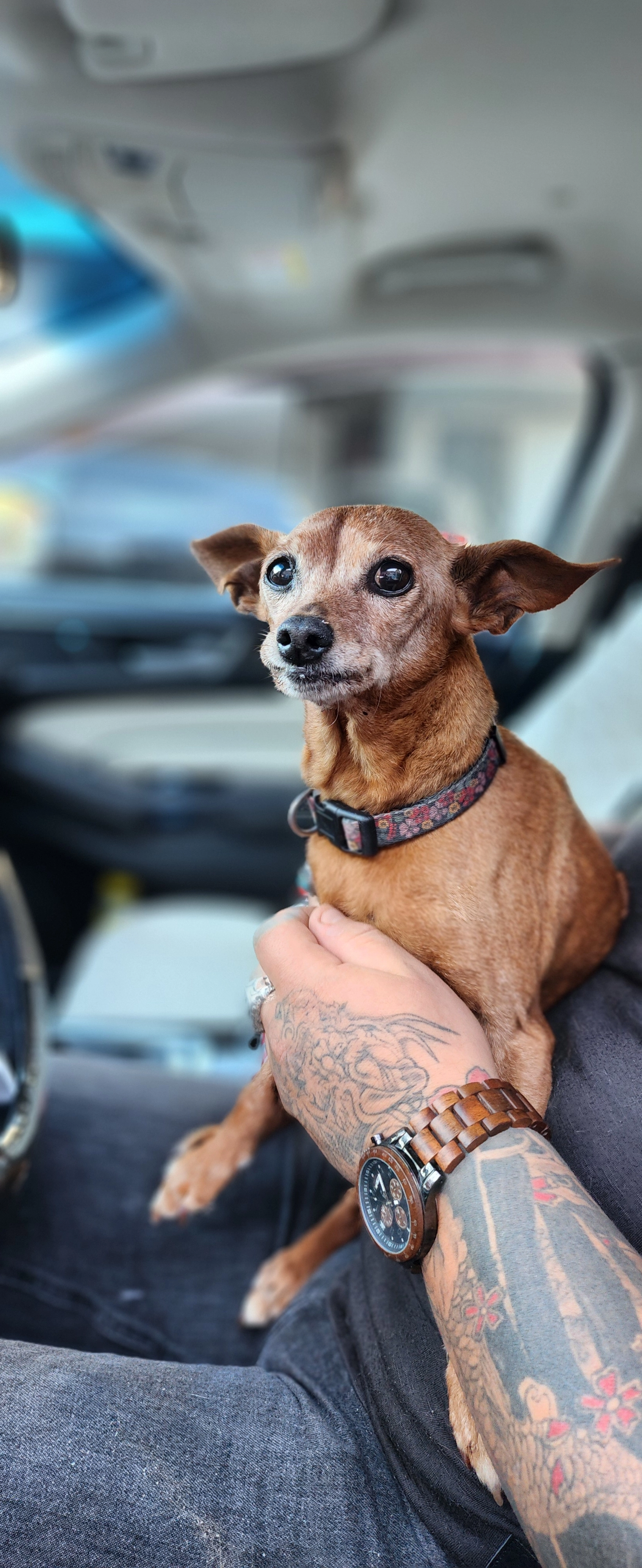 On a trouvé un chien - Route de la Basse Sambre, Farciennes