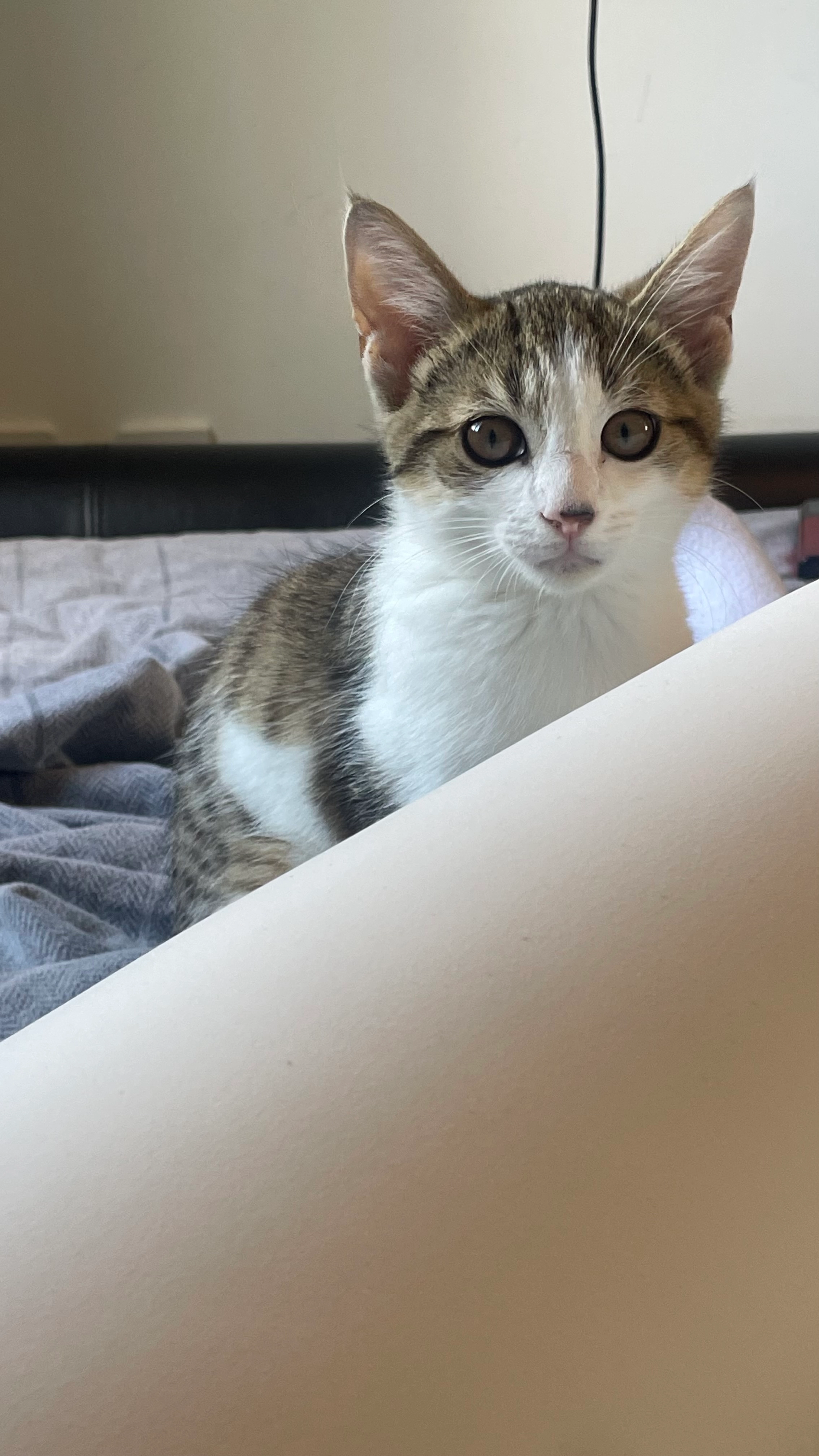 aiko - Robert Wright Drive, Coventry