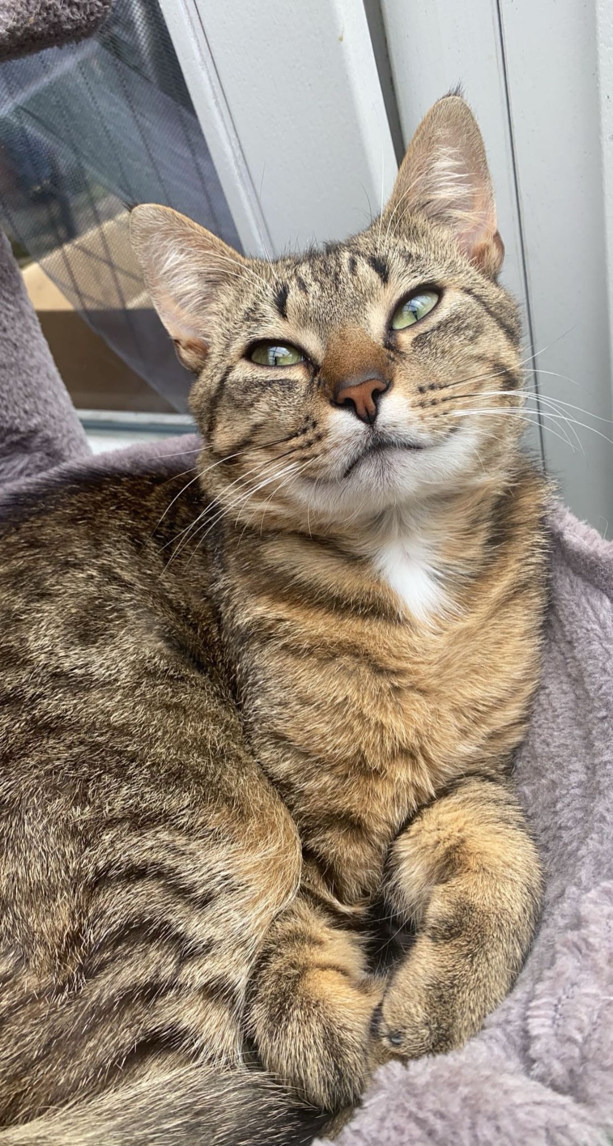 Cookie  - Kastanienstraße, Meppen