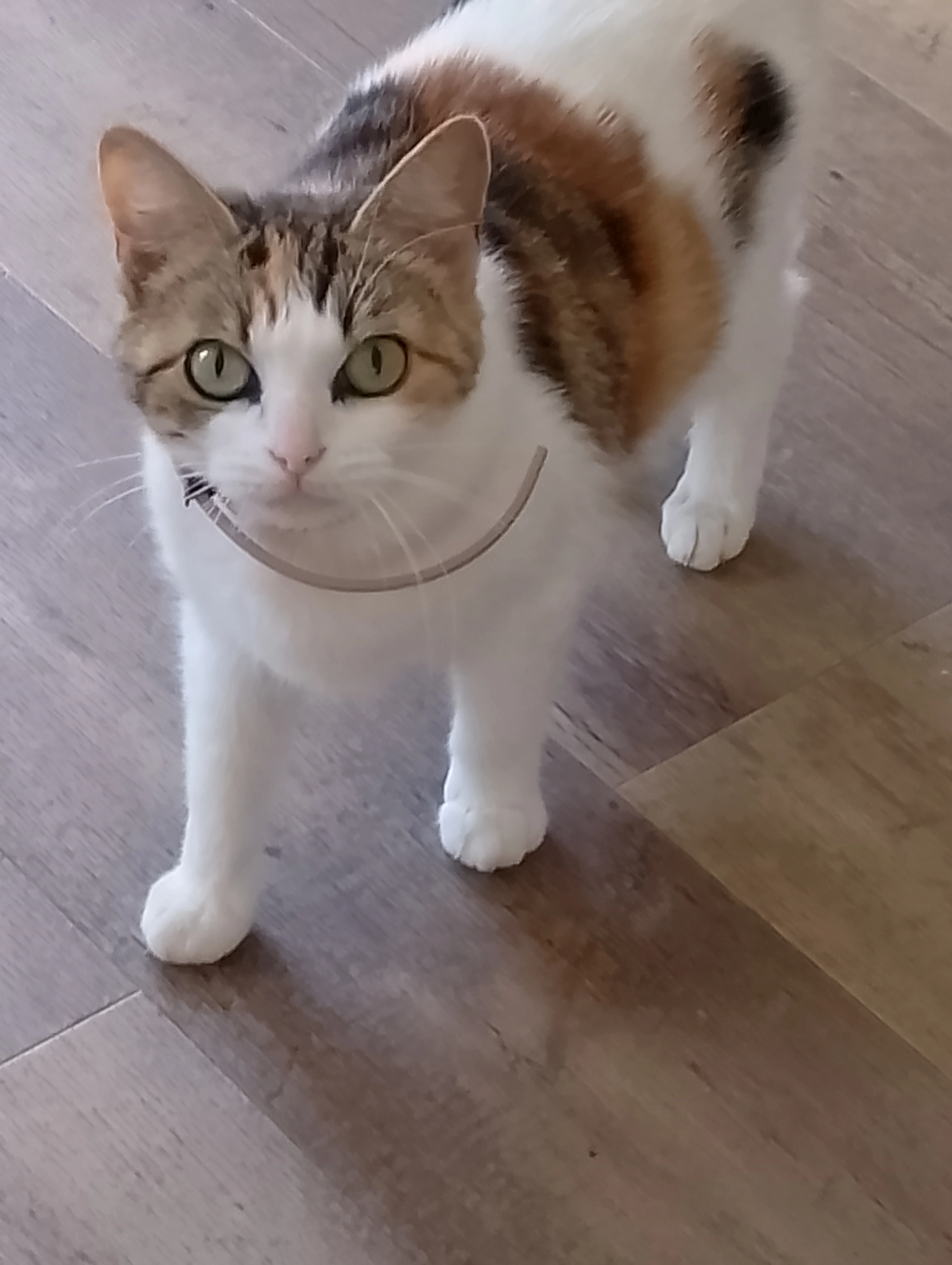 Caline - 6 Rue Chevandier, Valence