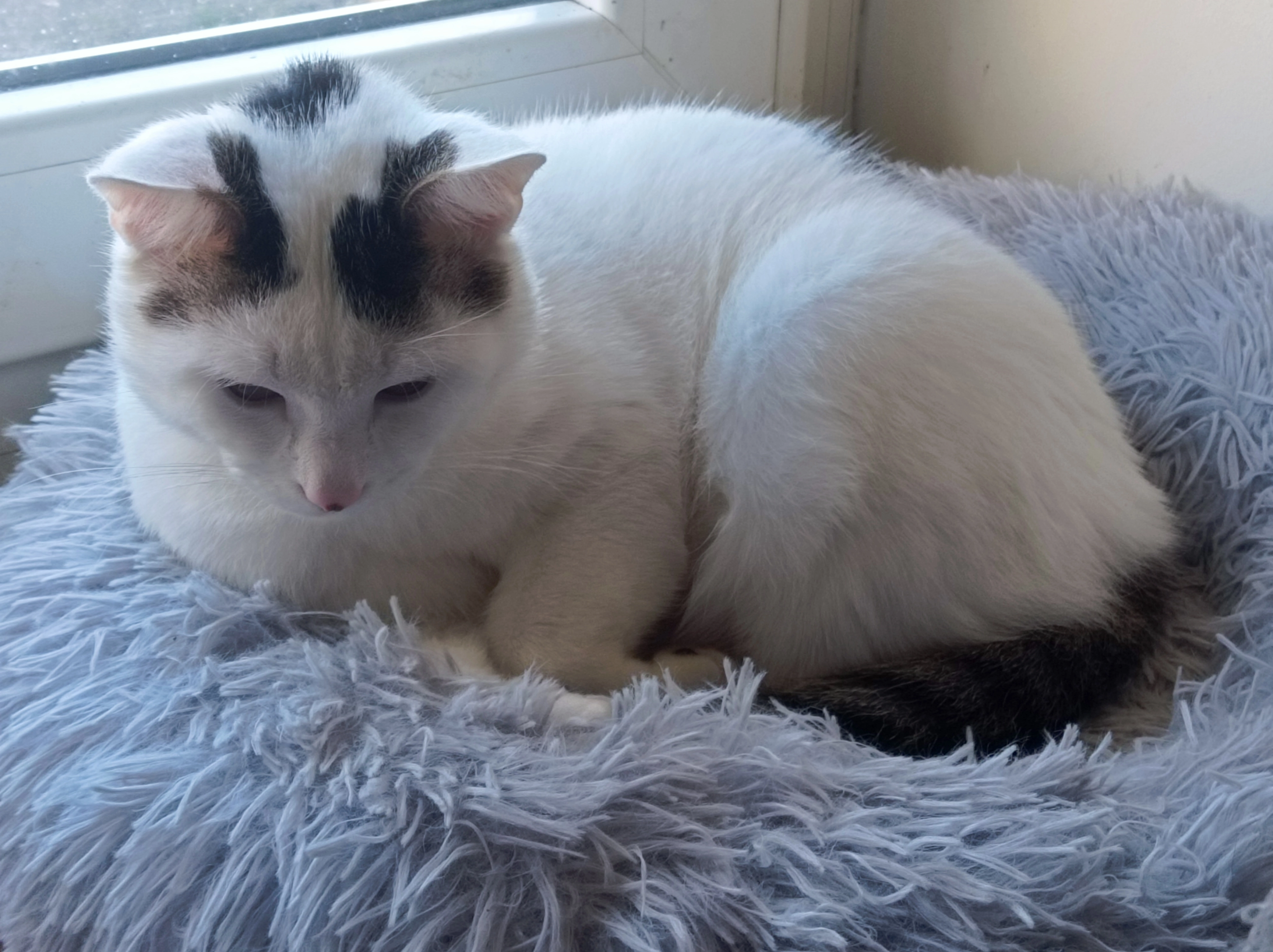 Cookie  - La Monnerie, Saint-Pierre-des-Nids