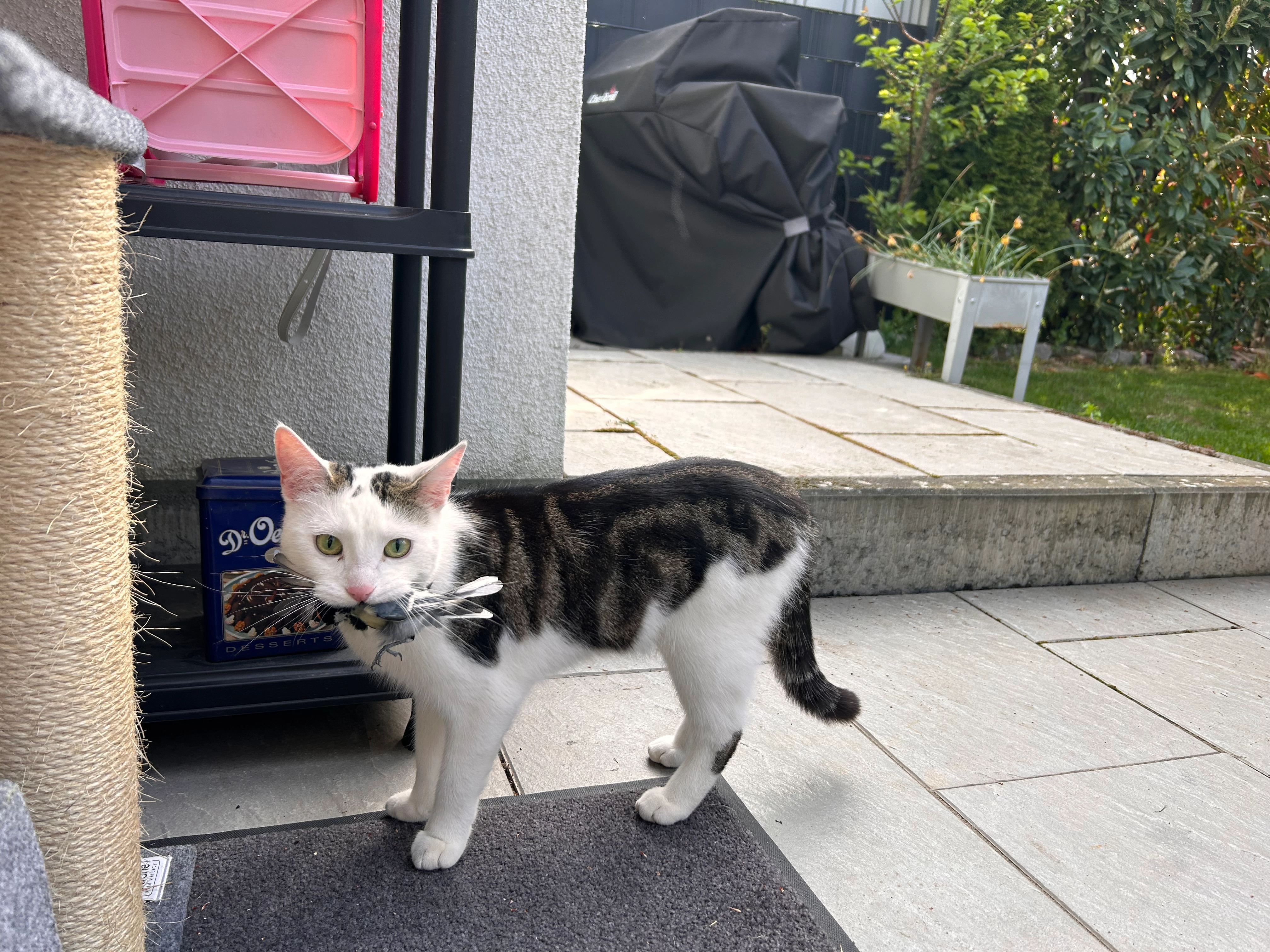 Fino - Melibokusstraße, Hochheim am Main
