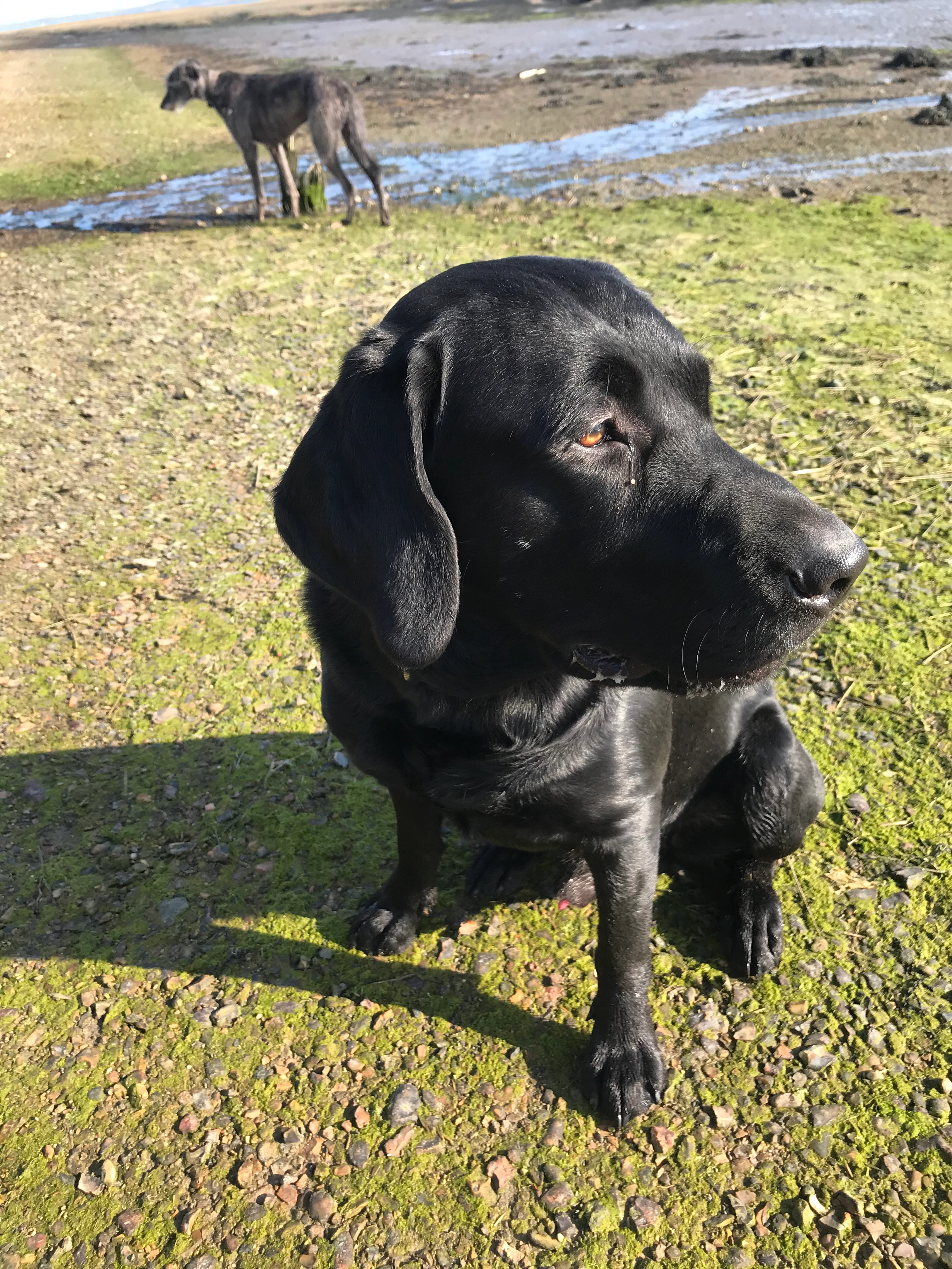 Basil - South Baddesley Lane, Lymington