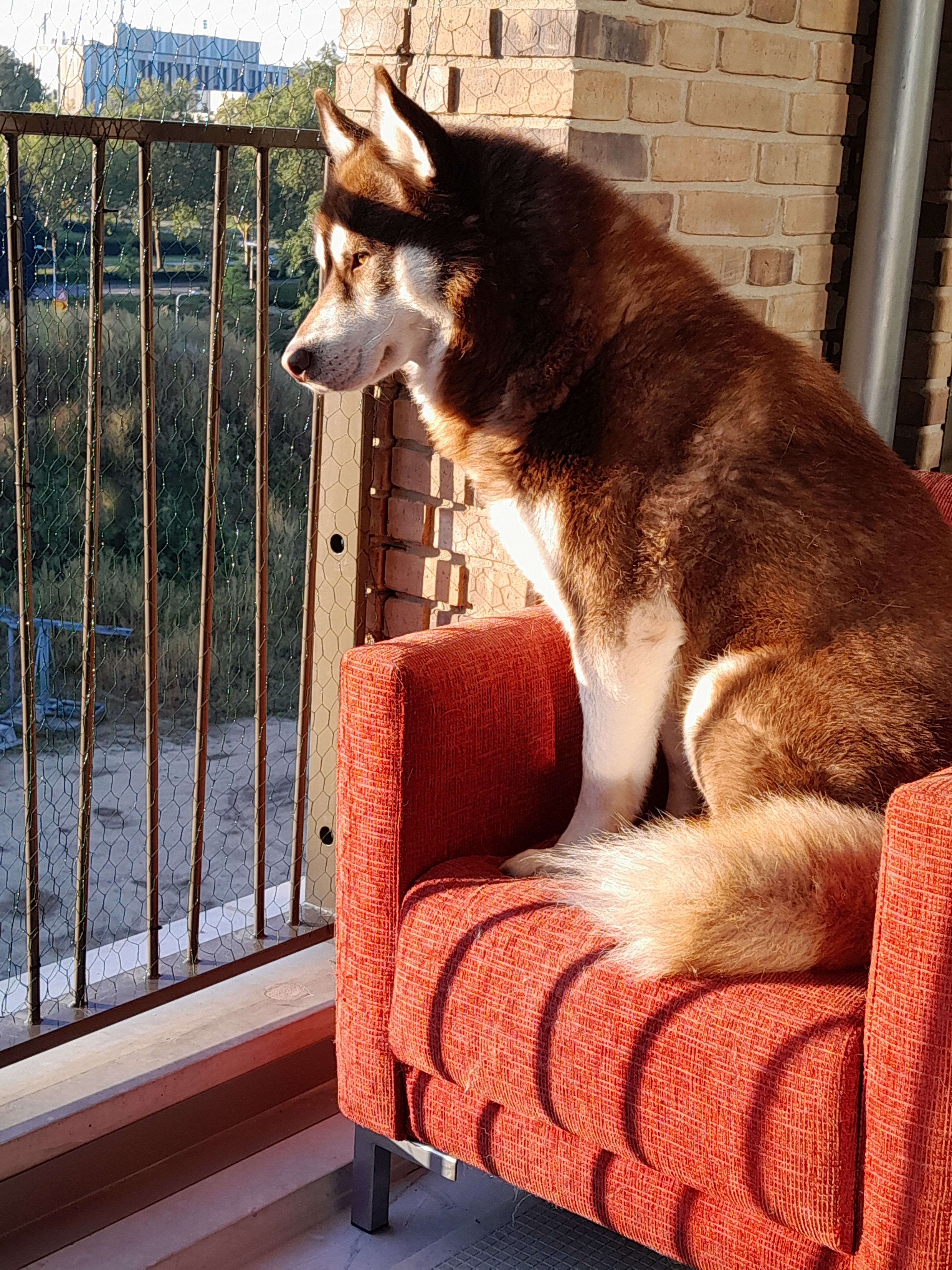 Rocky  - Luttenbergstraat, Zwolle