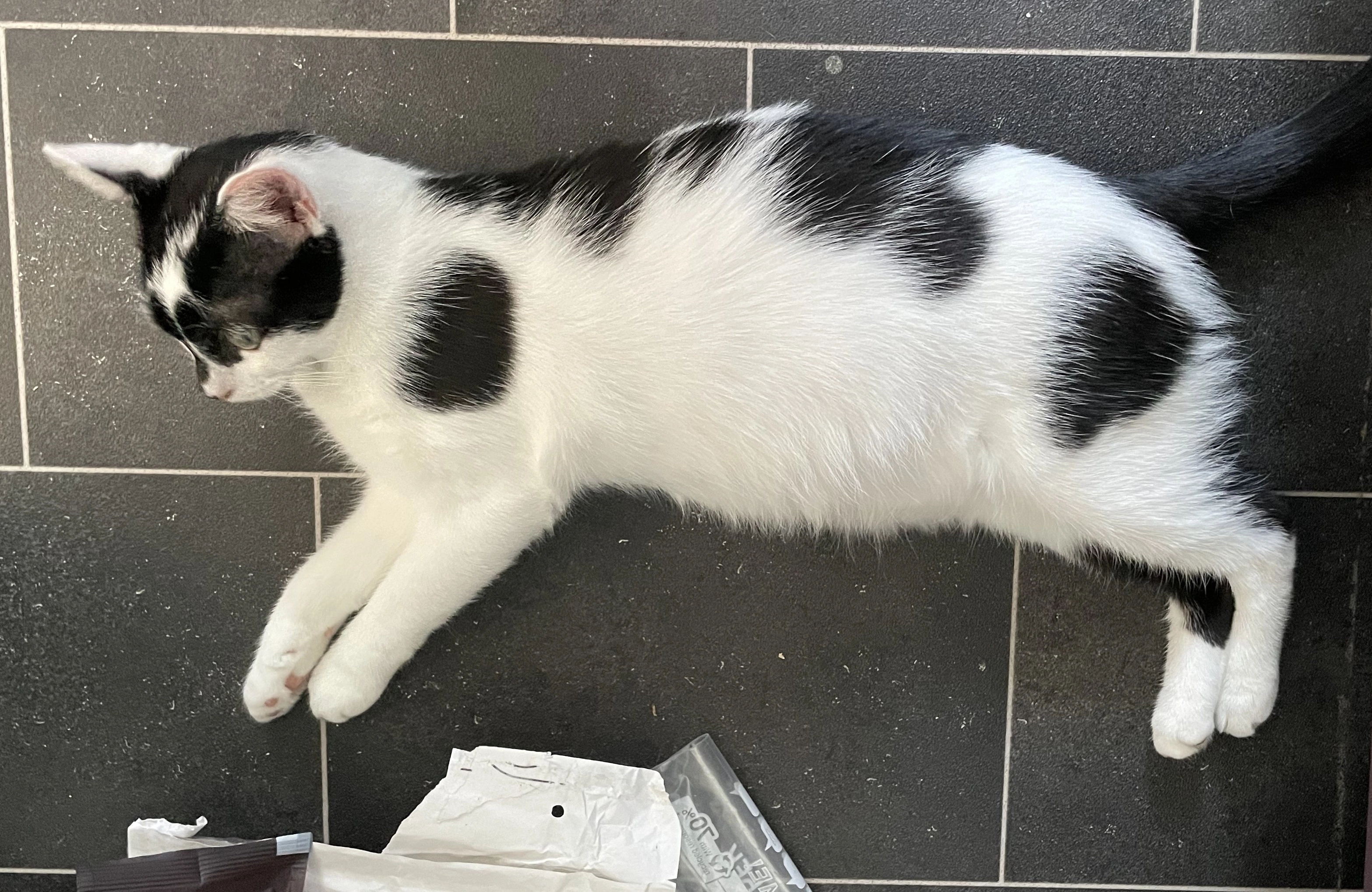 Yogurt - Schreiberstraße, Münster