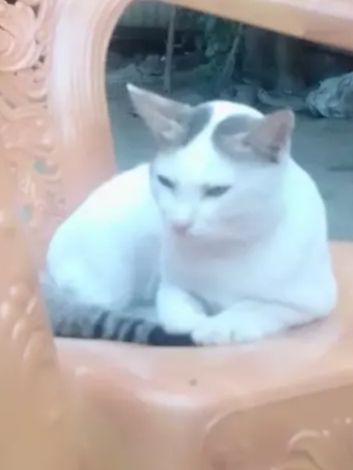 chillie billie - Kalatia, Keraniganj