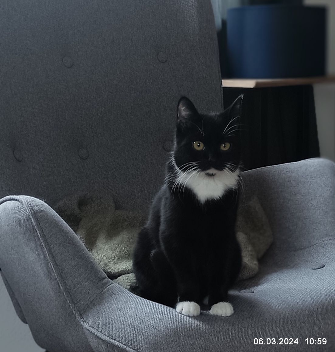 Katze - An Der Herkertmühle, Elsenfeld