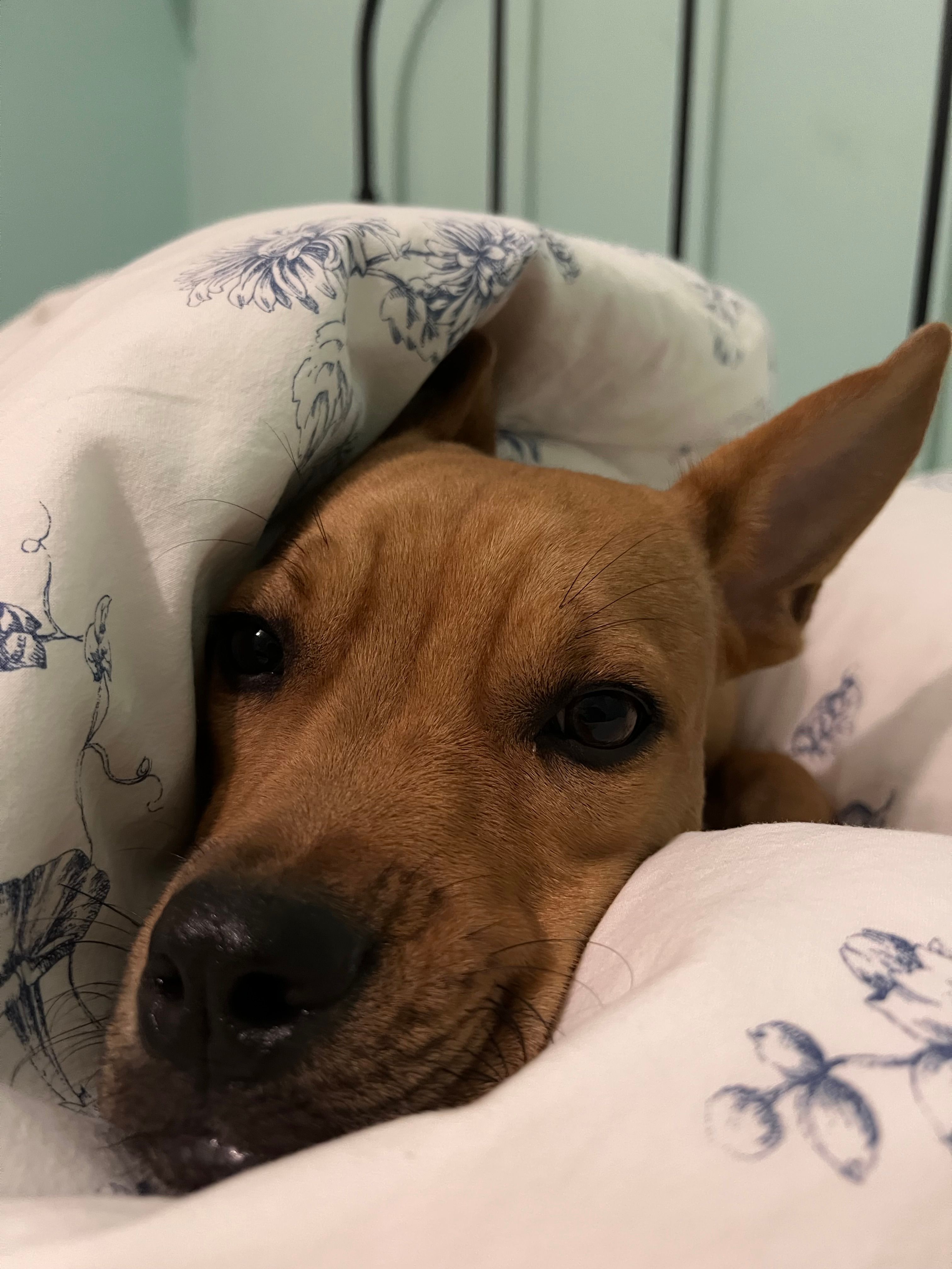 Arthur - Nieuwe Kalfjeslaan, Amstelveen