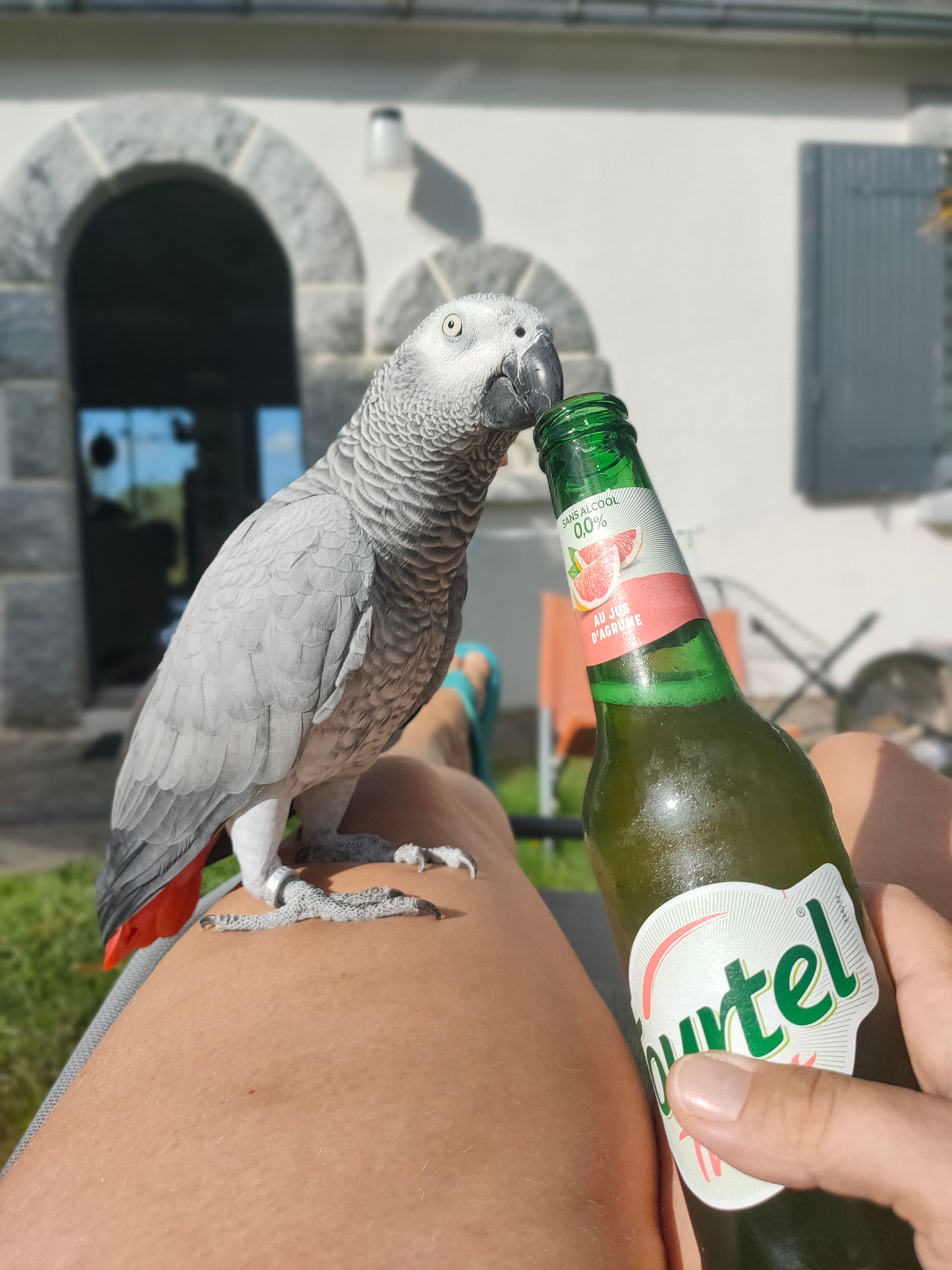 Coco  - Rue De La Sapinière, Bourg-Blanc