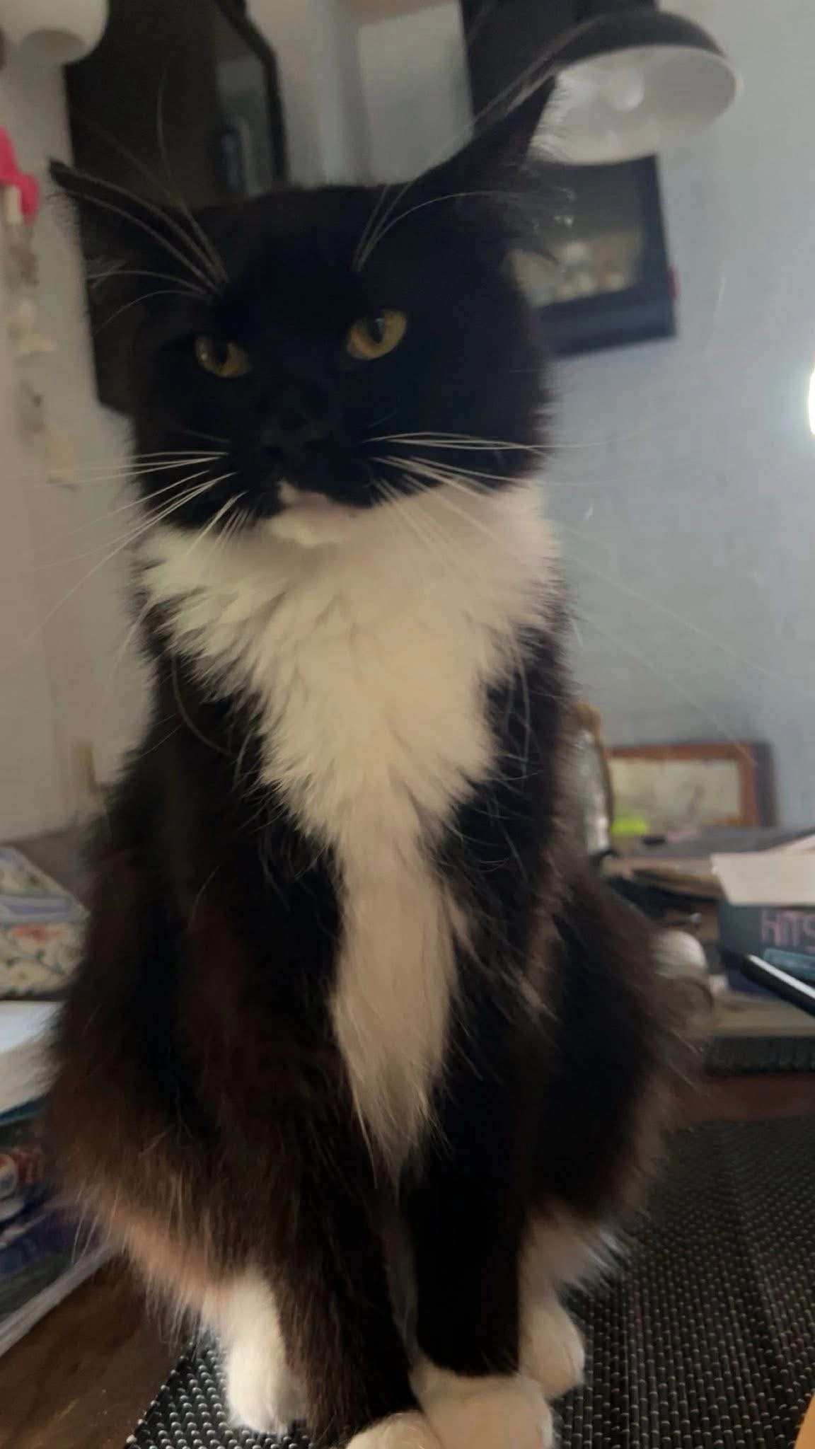 Jimmy - Buntgras, Spijkenisse