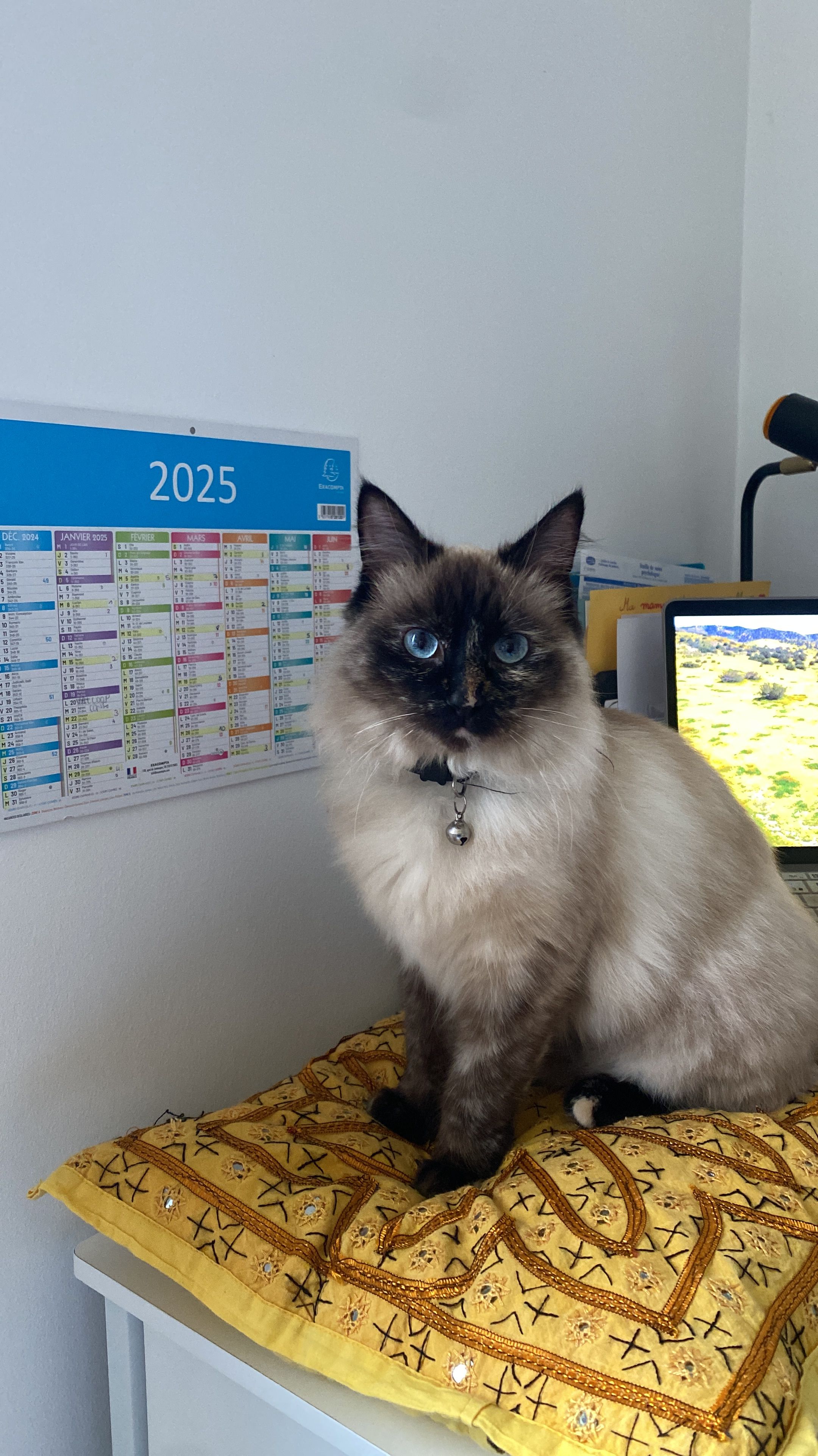 Plume - Rue Haout Mounta, Lourdes