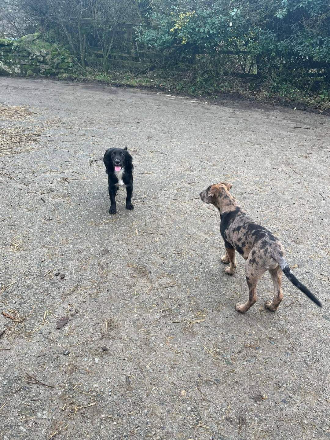 Koda - PL32 9, Camelford