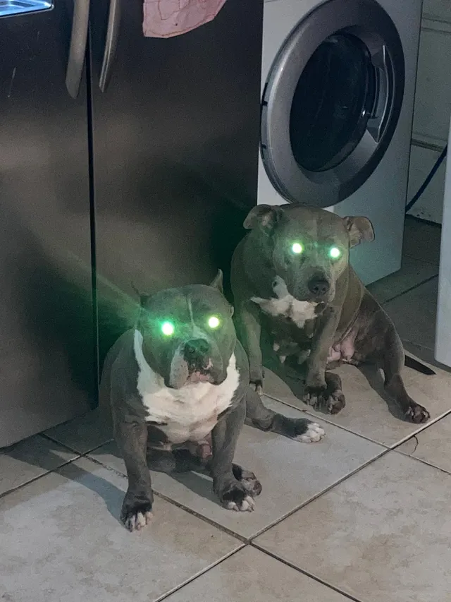 Two dogs stacks and Stella  - 4148 SW 24th St, Fort Lauderdale