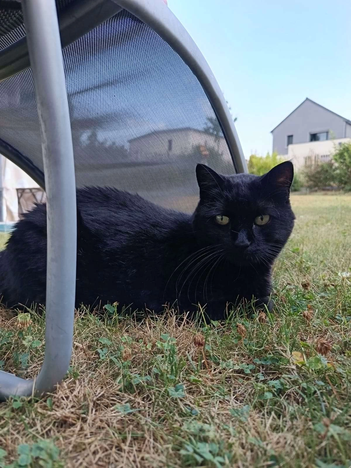 Réglisse - Allée Simone de Beauvoir, Betton