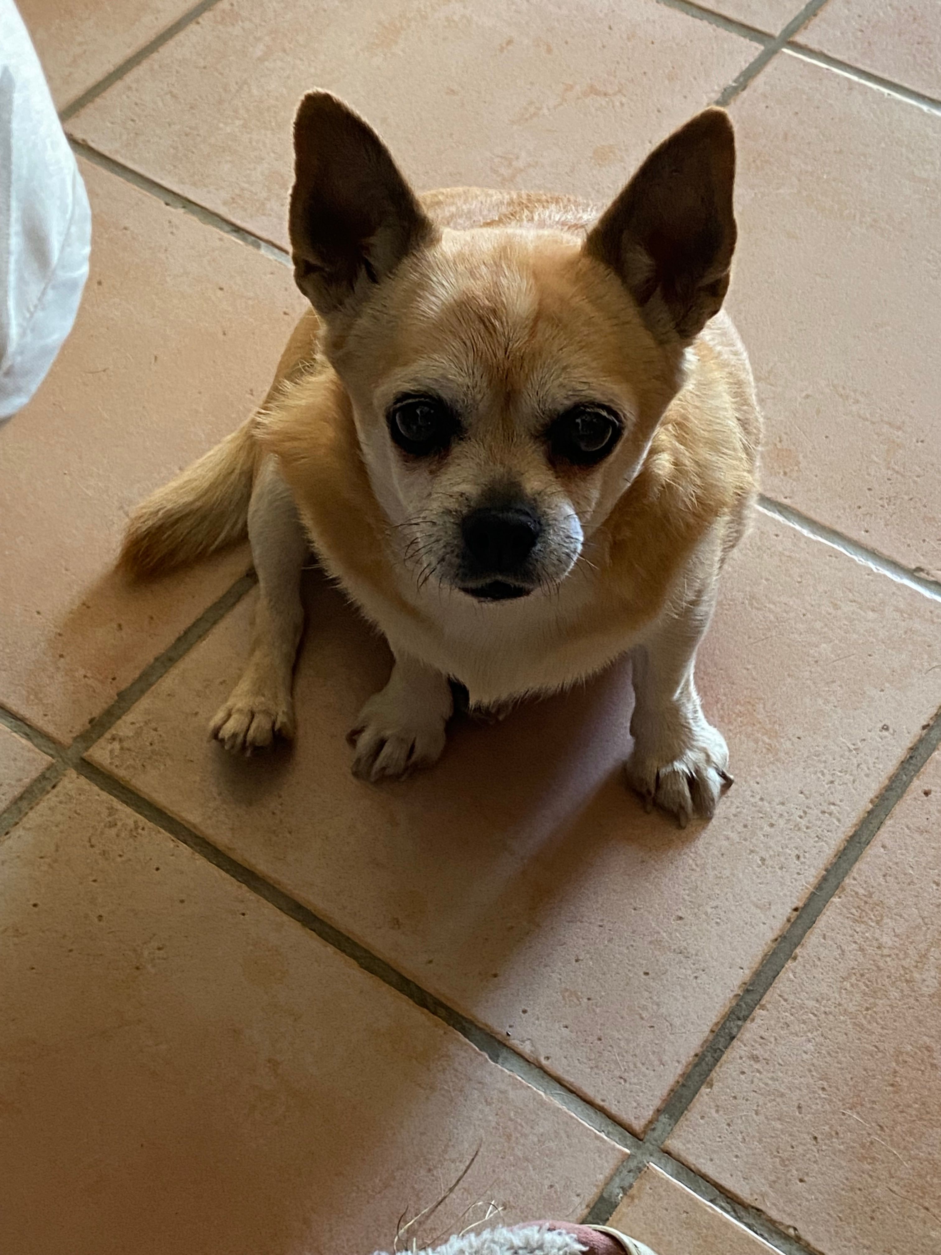 Lili - 226 Avenue de Prades, Perpignan