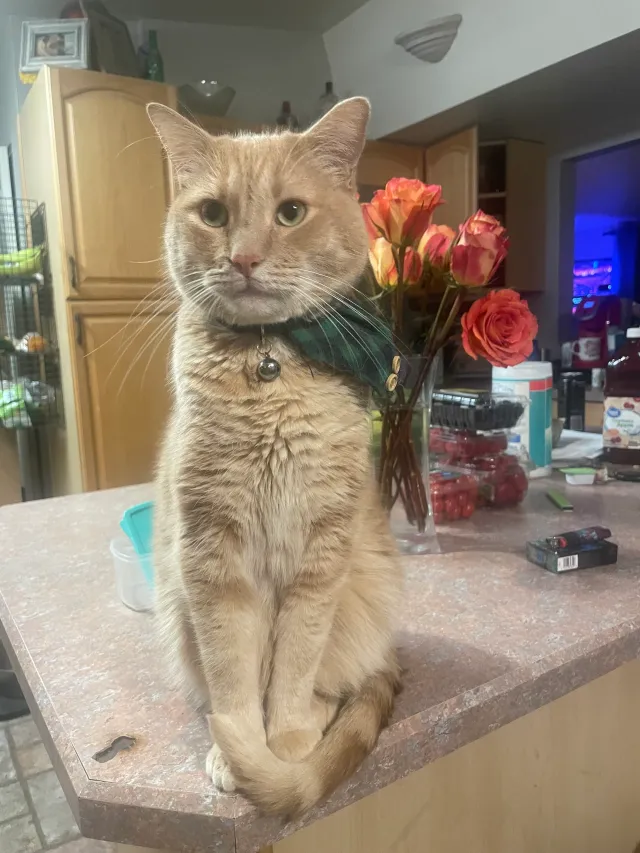 Bobby - East Hayne Place, Tucson
