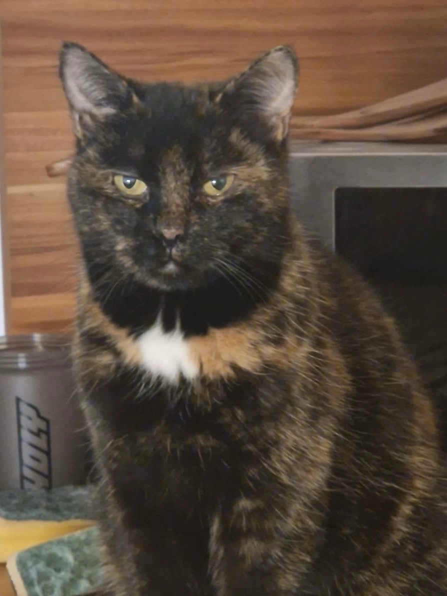 Lilly - Taunusstraße, Babenhausen