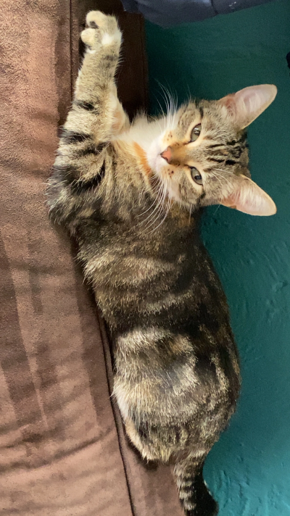 Mia - Rue Saint-Pierre, Ciney