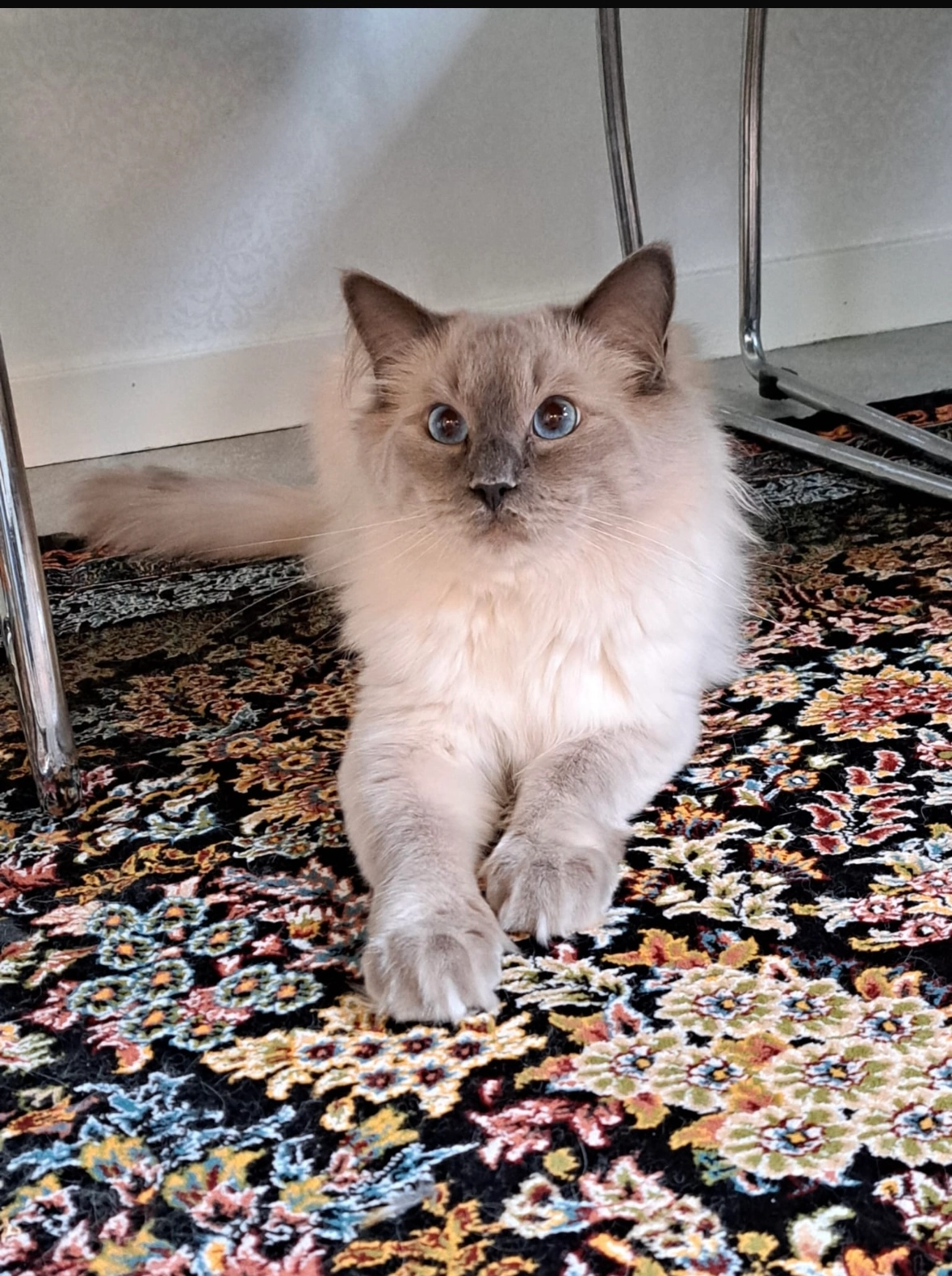 Jake - Engelbrektsgatan, Borås