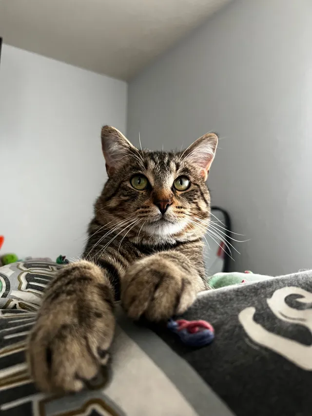 Remington (Remy) - East Florida Avenue, Urbana